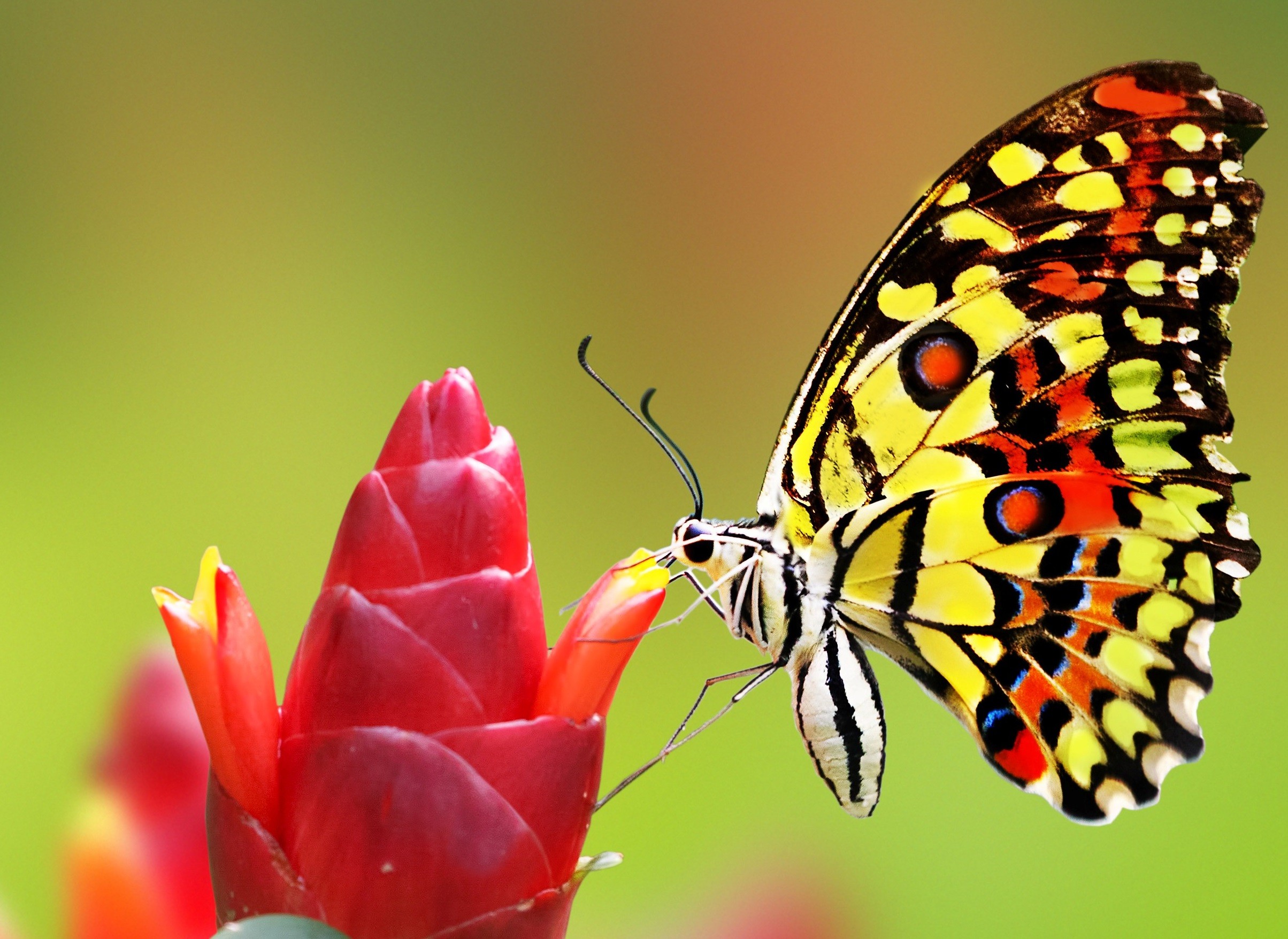 Inspirational Cute Positive Quote 1380805 Hd Wallpaper