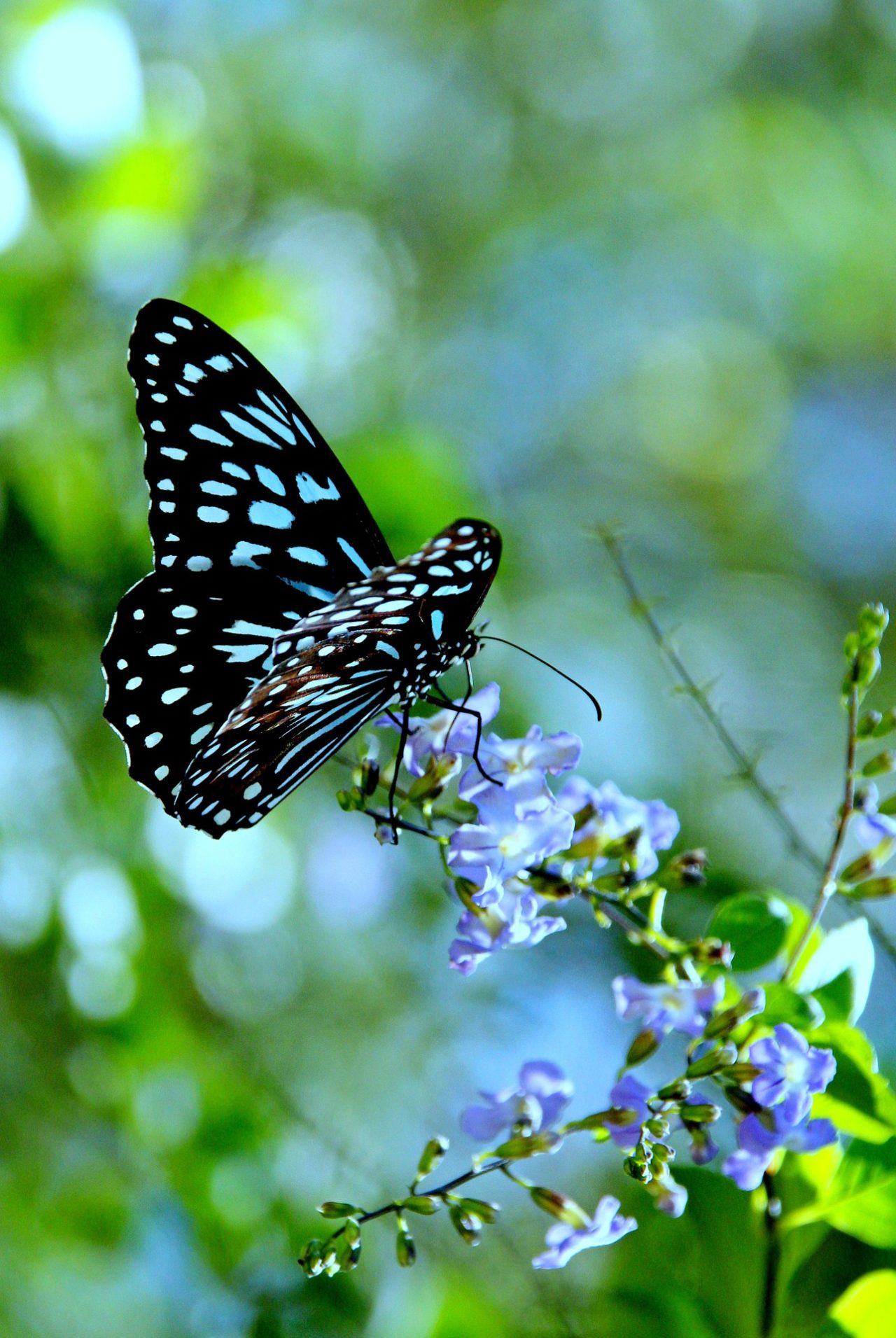Butterfly With Flowers Wallpaper For Android In 1280p - Natural Butterfly , HD Wallpaper & Backgrounds