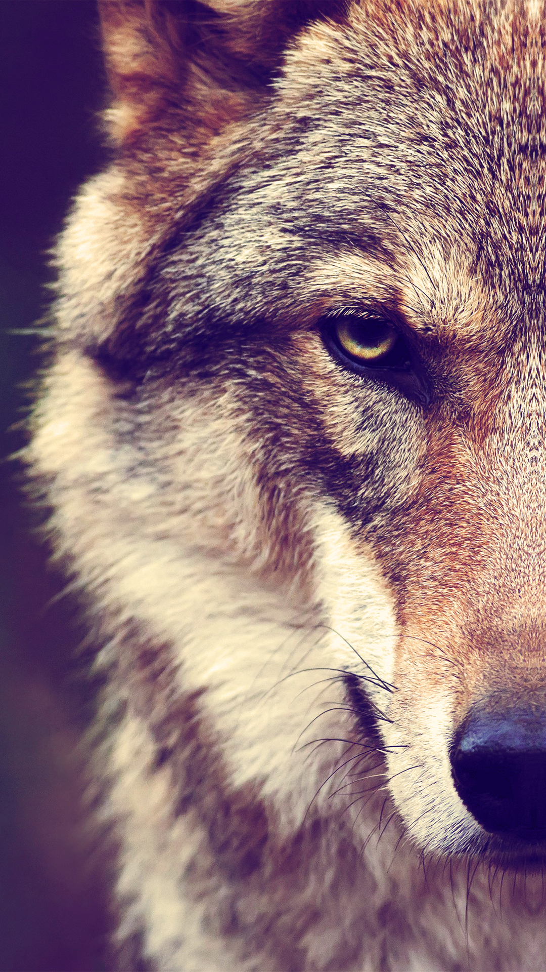 Wolf Wallpapers Background, Beautiful Wallpapers Background, - Fondos De Pantalla De Lobos , HD Wallpaper & Backgrounds