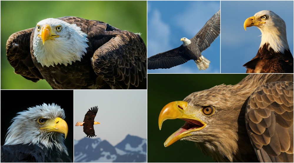 [fly]download[/fly] - Bald Eagle , HD Wallpaper & Backgrounds