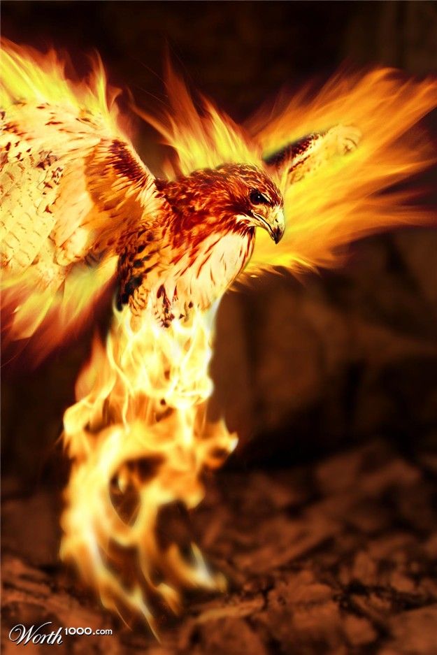 Phoenix Rising, Phoenix Art, Phoenix Images, Phoenix - Dumbledores Pheonix , HD Wallpaper & Backgrounds