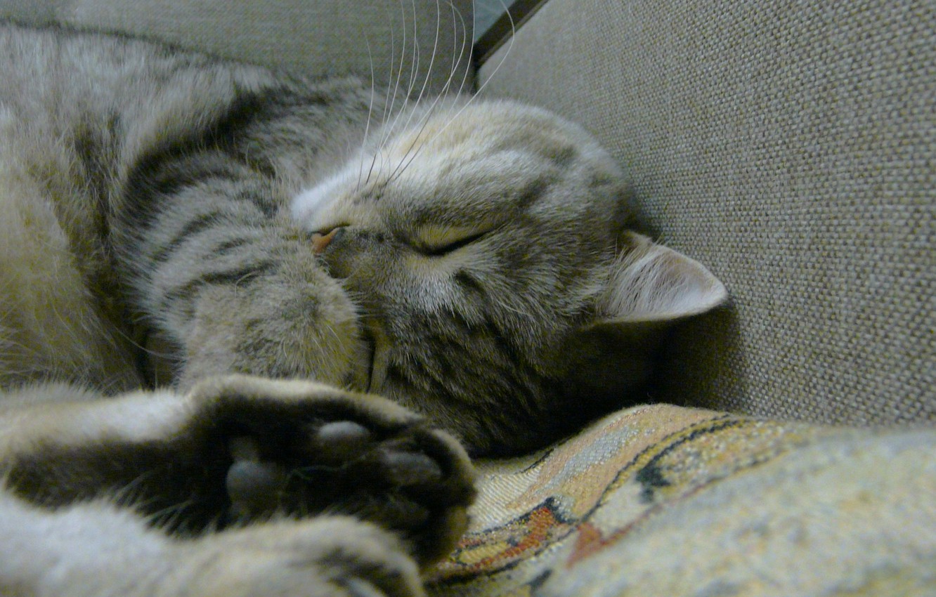 Photo Wallpaper Cat, Cat, Kitty, Sofa, Battle, Kitty, - Tabby Cat , HD Wallpaper & Backgrounds
