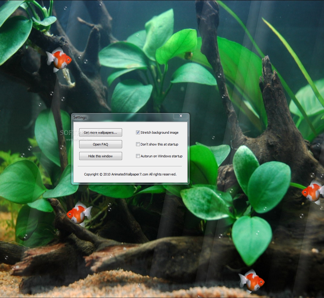 Fish Animated Wallpaper Gold - Animation Wallpaper Desktop , HD Wallpaper & Backgrounds