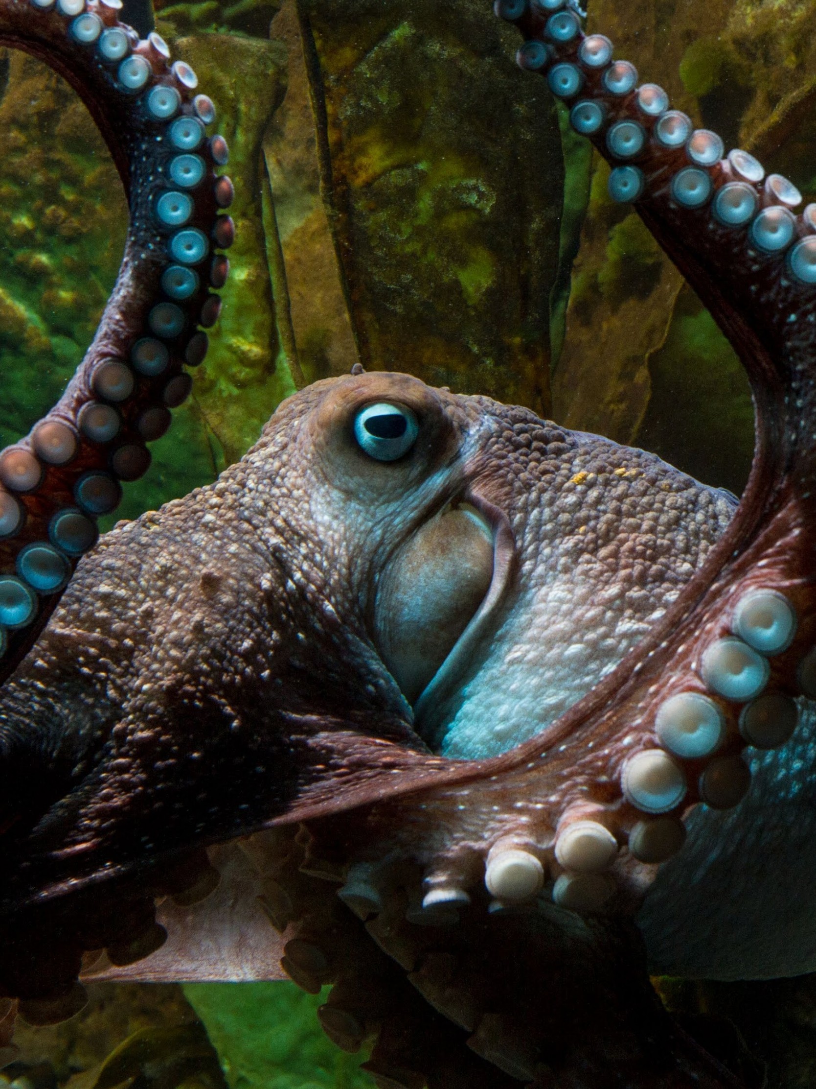 Download Octopus Face, Octopus From Nemo Wallpaper - Inky The Octopus Escape , HD Wallpaper & Backgrounds