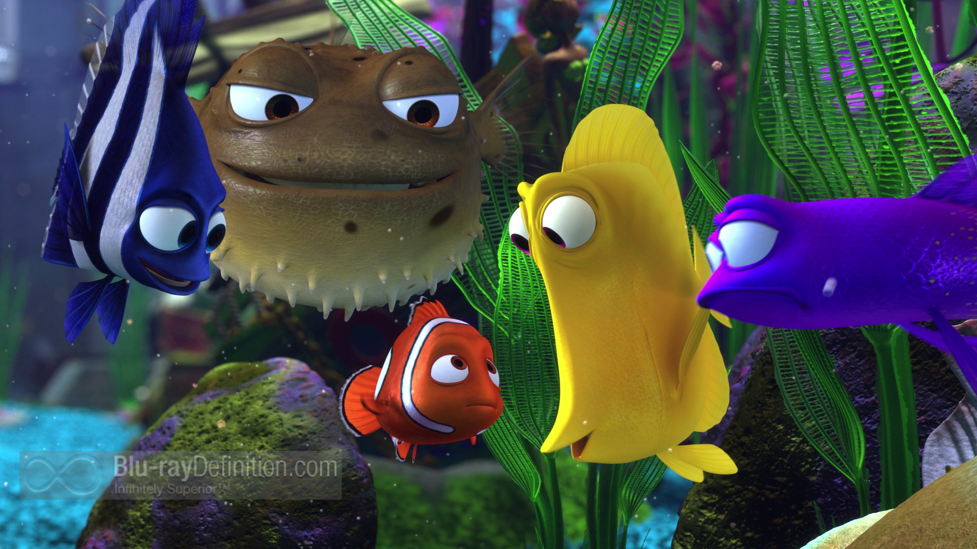 Finding Nemo Fish Tank Characters - Finding Nemo Fishes In Tank , HD Wallpaper & Backgrounds