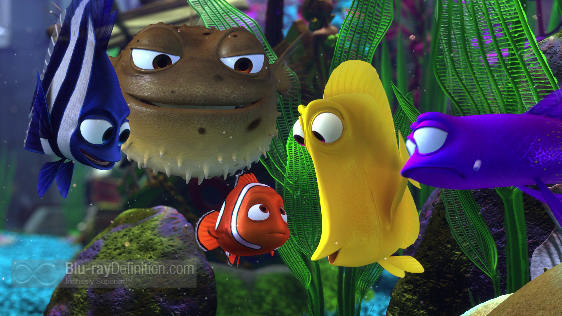 31 Gambar Kartun Finding Nemo Gambar Kartun Mu