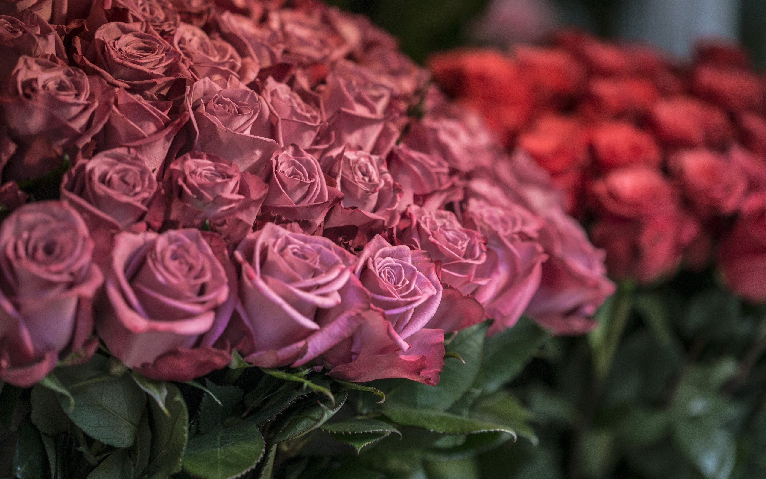 Pink & Red Roses Bouquet Hd Wallpaper - ดอก กุหลาบ สี แดง พาส เท ล , HD Wallpaper & Backgrounds