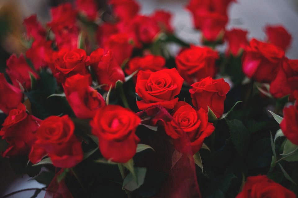Iphone 6 6s Plus Resolutions - Big Bouquet Images Of Red Roses , HD Wallpaper & Backgrounds