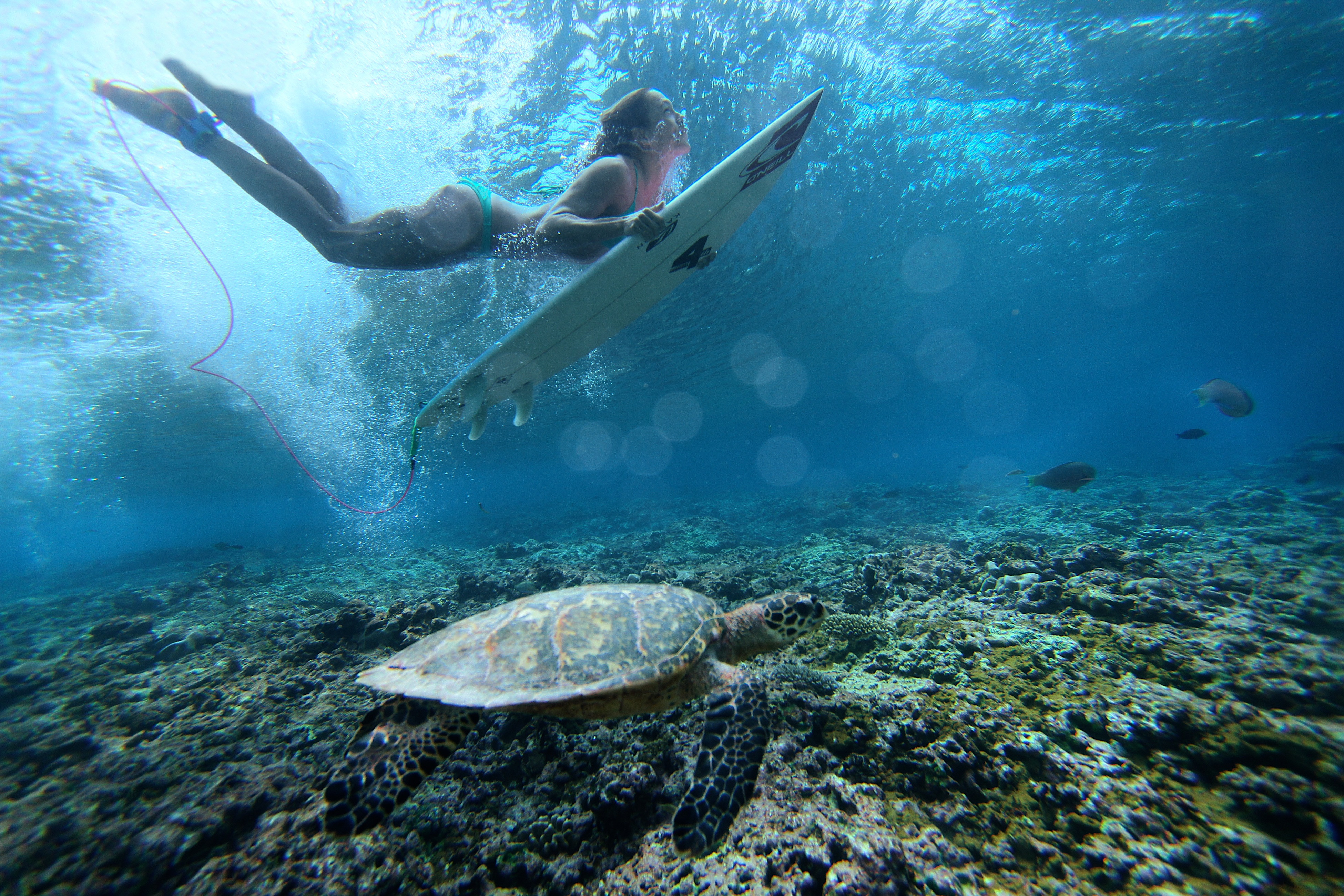 Surfing With Sea Turtle , HD Wallpaper & Backgrounds