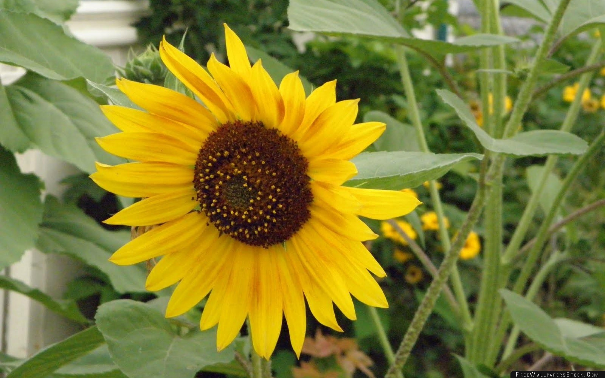 Sunflower Stalk Green Solitude Wallpaper - Sunflower , HD Wallpaper & Backgrounds