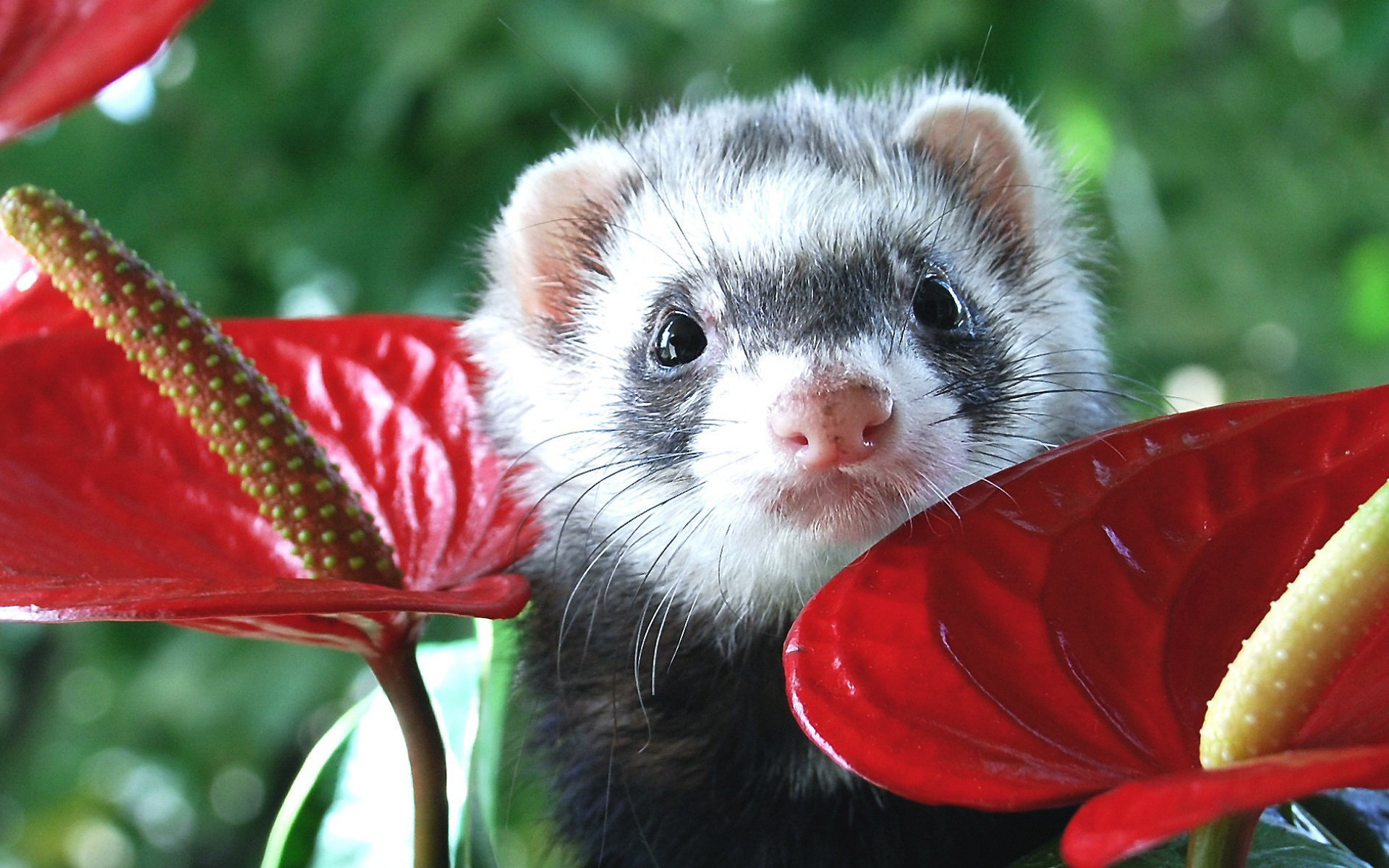 Ferret - Ferret Hd , HD Wallpaper & Backgrounds