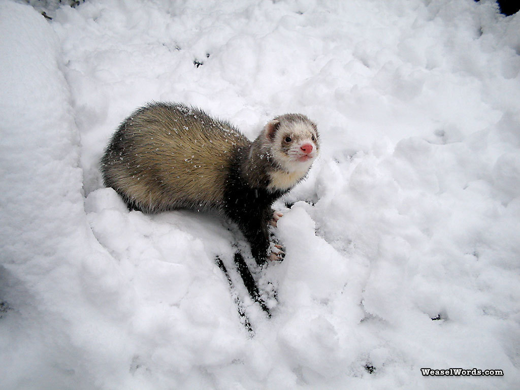 Ferret In The Snow - Ferret In Snow , HD Wallpaper & Backgrounds