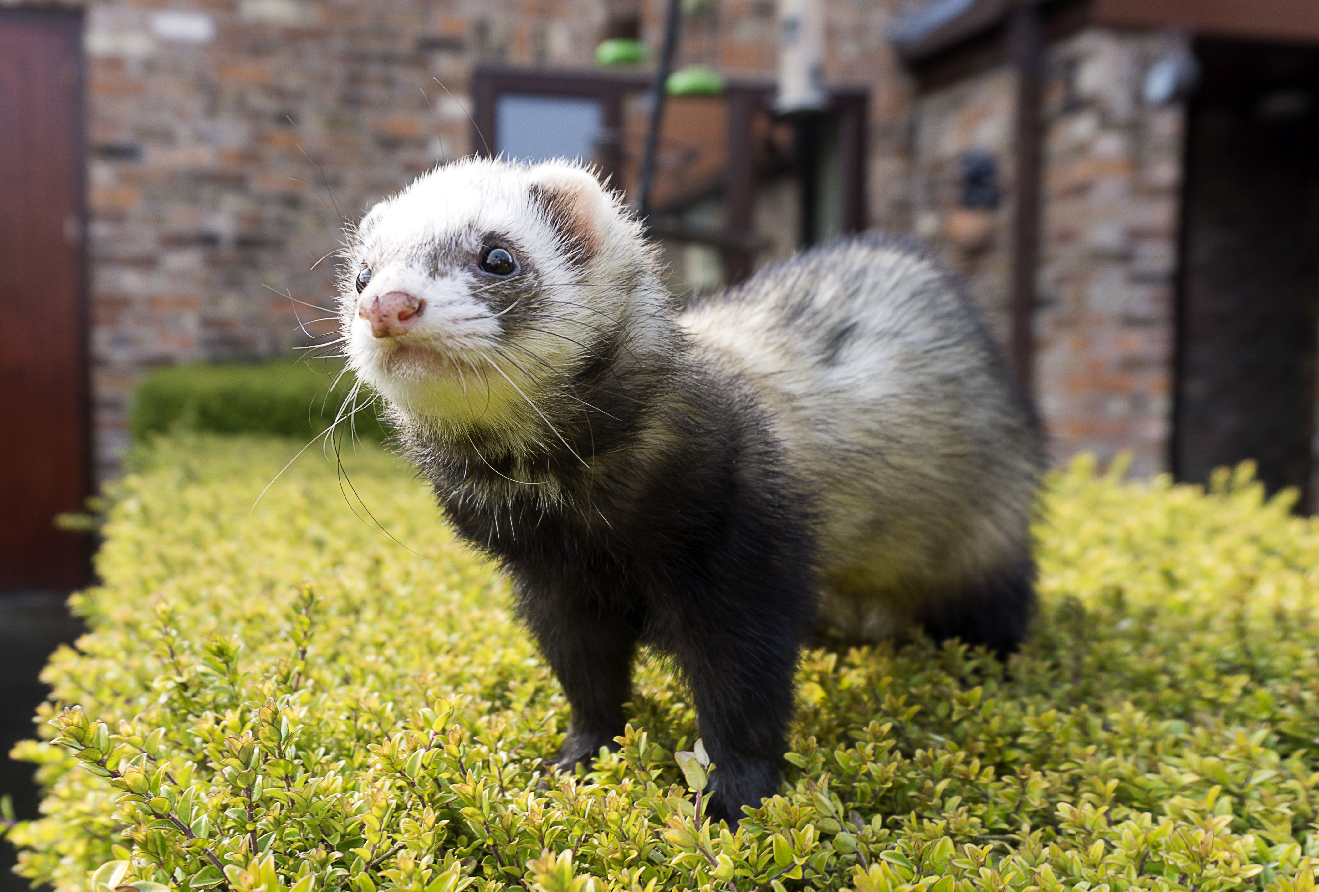 Ferret Wallpaper For Laptop - Fondos De Pantalla De Hurones Hd , HD Wallpaper & Backgrounds