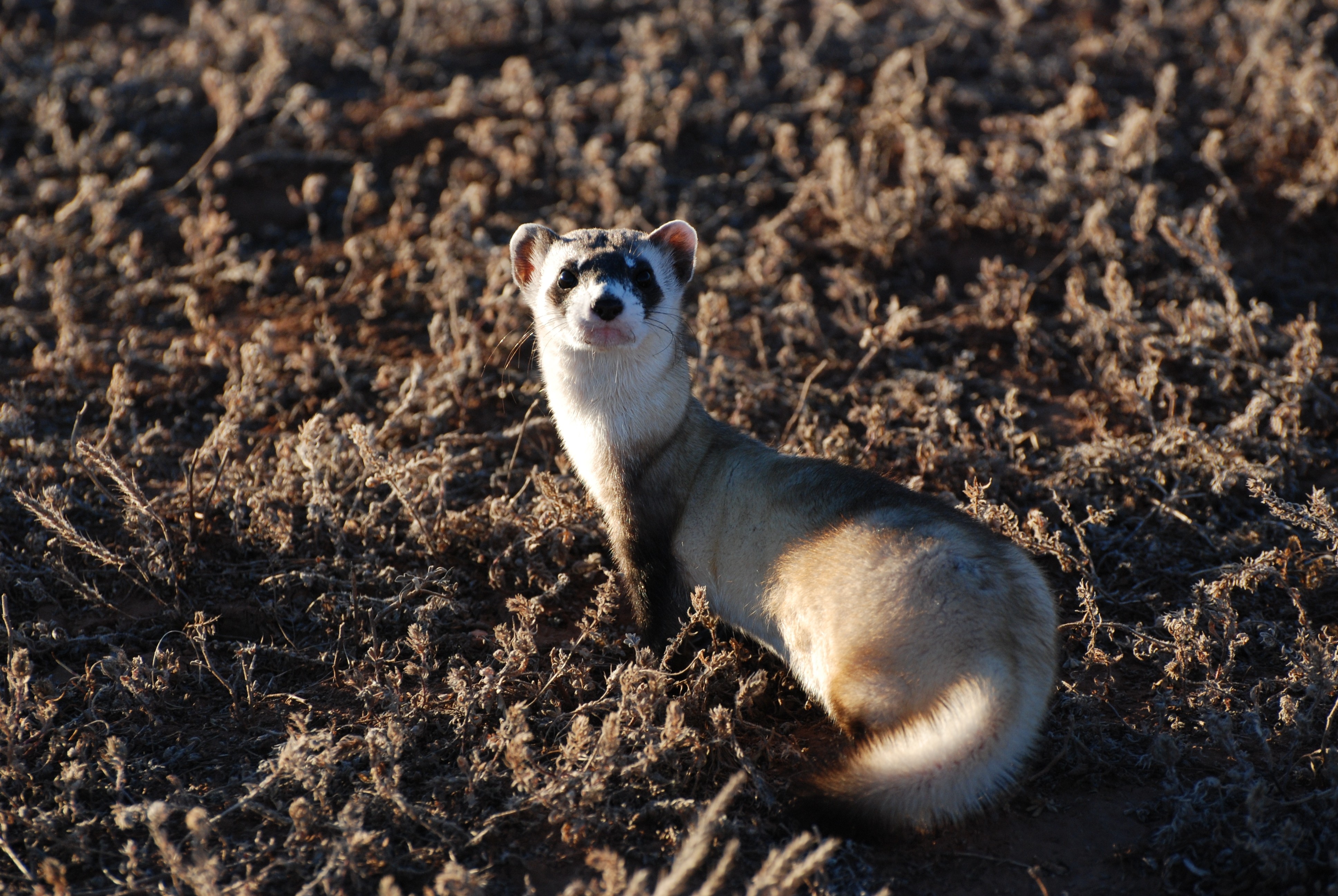 Your Resolution - - Black-footed Ferret , HD Wallpaper & Backgrounds