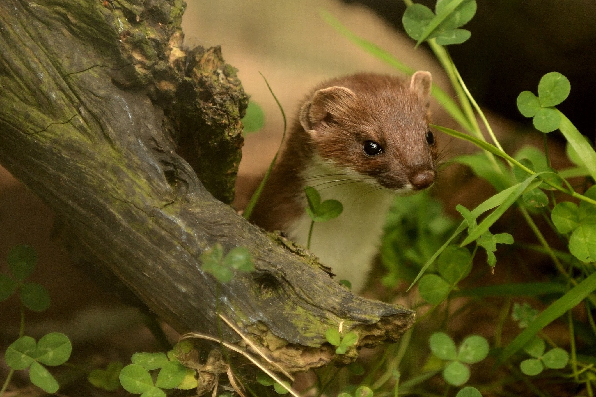 Cute Ferret Wallpaper - Горностай , HD Wallpaper & Backgrounds