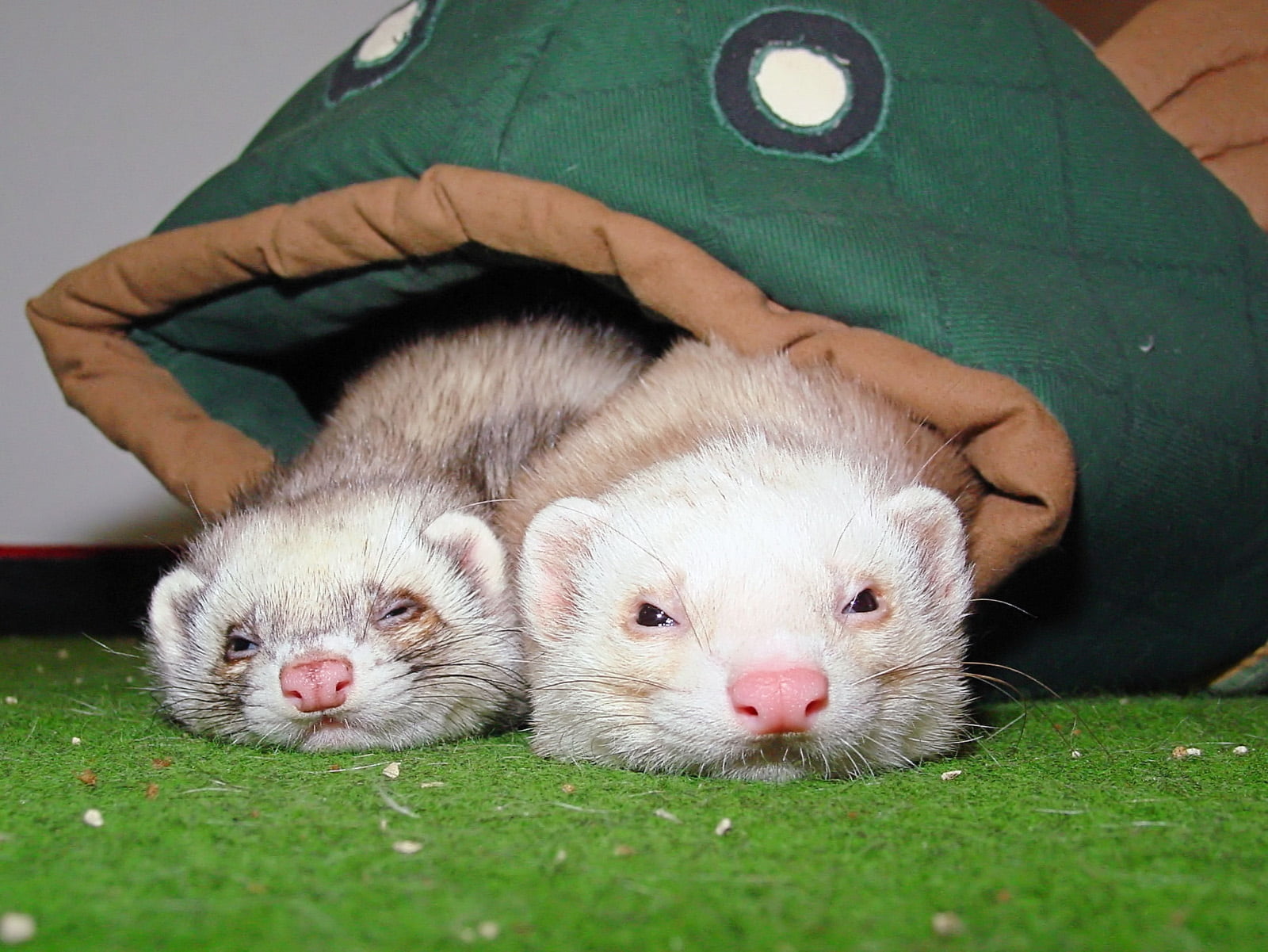 Two Grey And White Ferrets Hd Wallpaper - Iphone Ferret , HD Wallpaper & Backgrounds