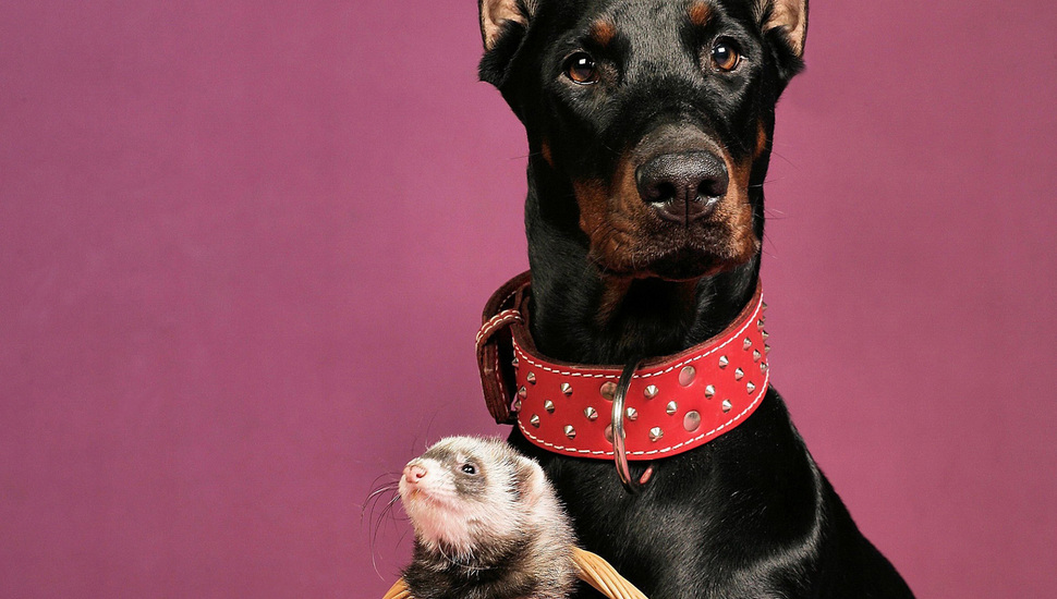 Dog, Ferret, Doberman, Red Collar Desktop Background - Ferret Desktop Background , HD Wallpaper & Backgrounds