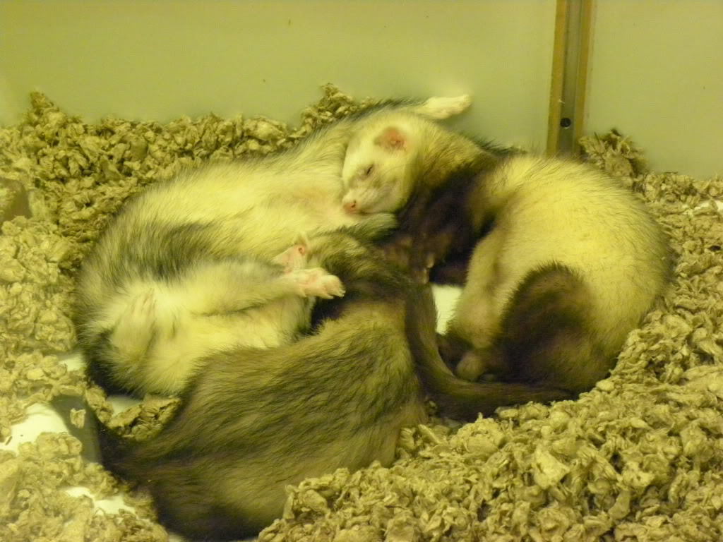 Ferrets Images Ferret Pile Hd Wallpaper And Background - Rodent , HD Wallpaper & Backgrounds