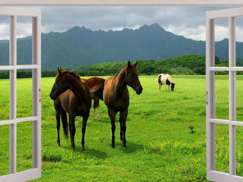 Horse Wallpaper Murals - Window View Horses , HD Wallpaper & Backgrounds