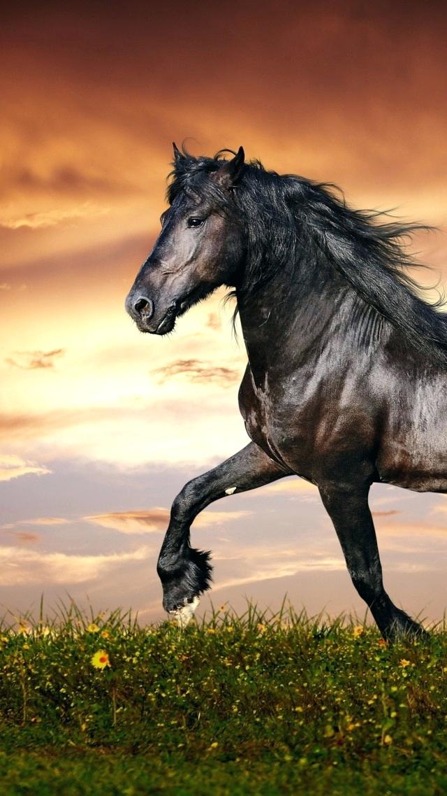 Horse Wallpaper Sunset Horse Wallpaper Hooves Mane - Horses Wallpaper For Iphone , HD Wallpaper & Backgrounds