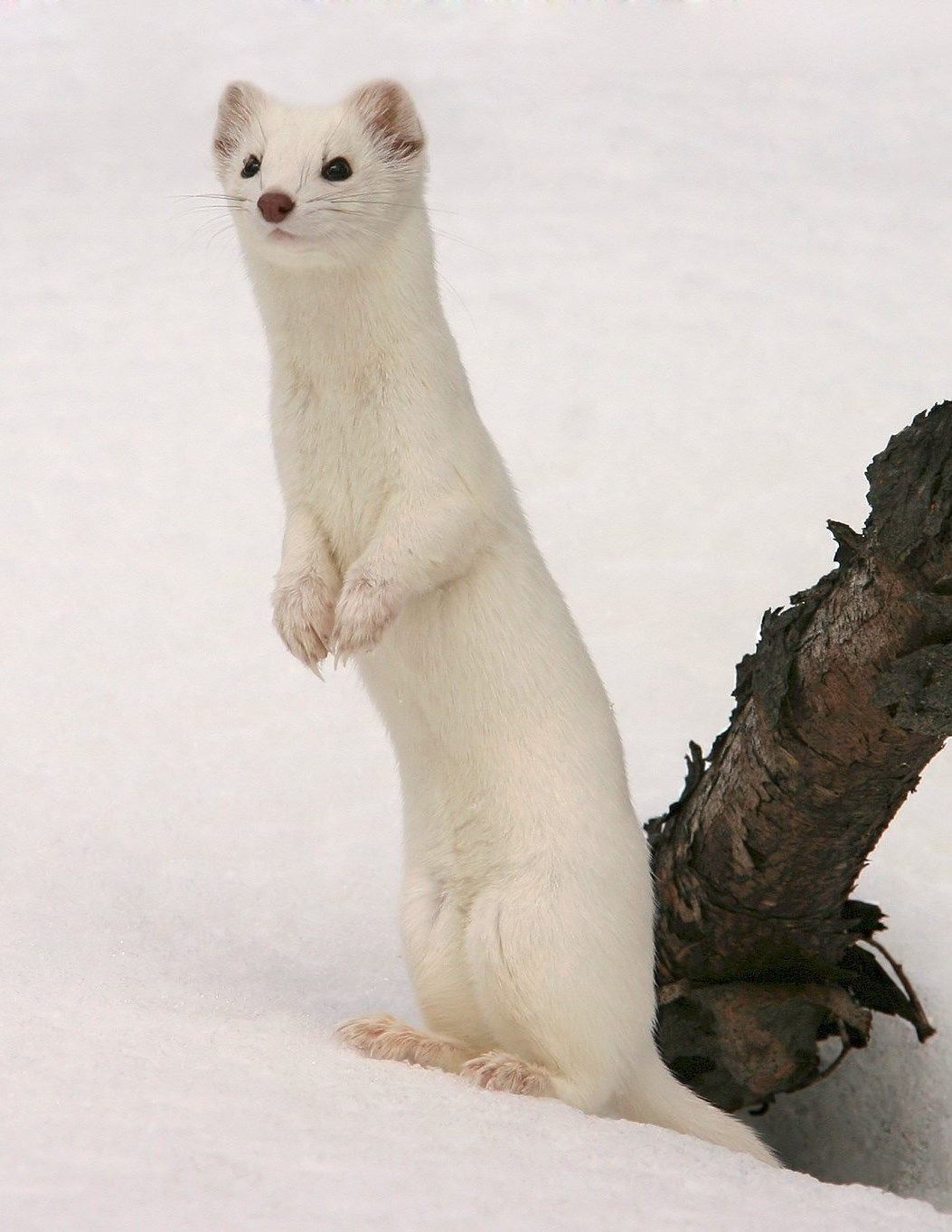 White Ermine Mongoose, Like Animals, Wild Creatures, - Ermine , HD Wallpaper & Backgrounds