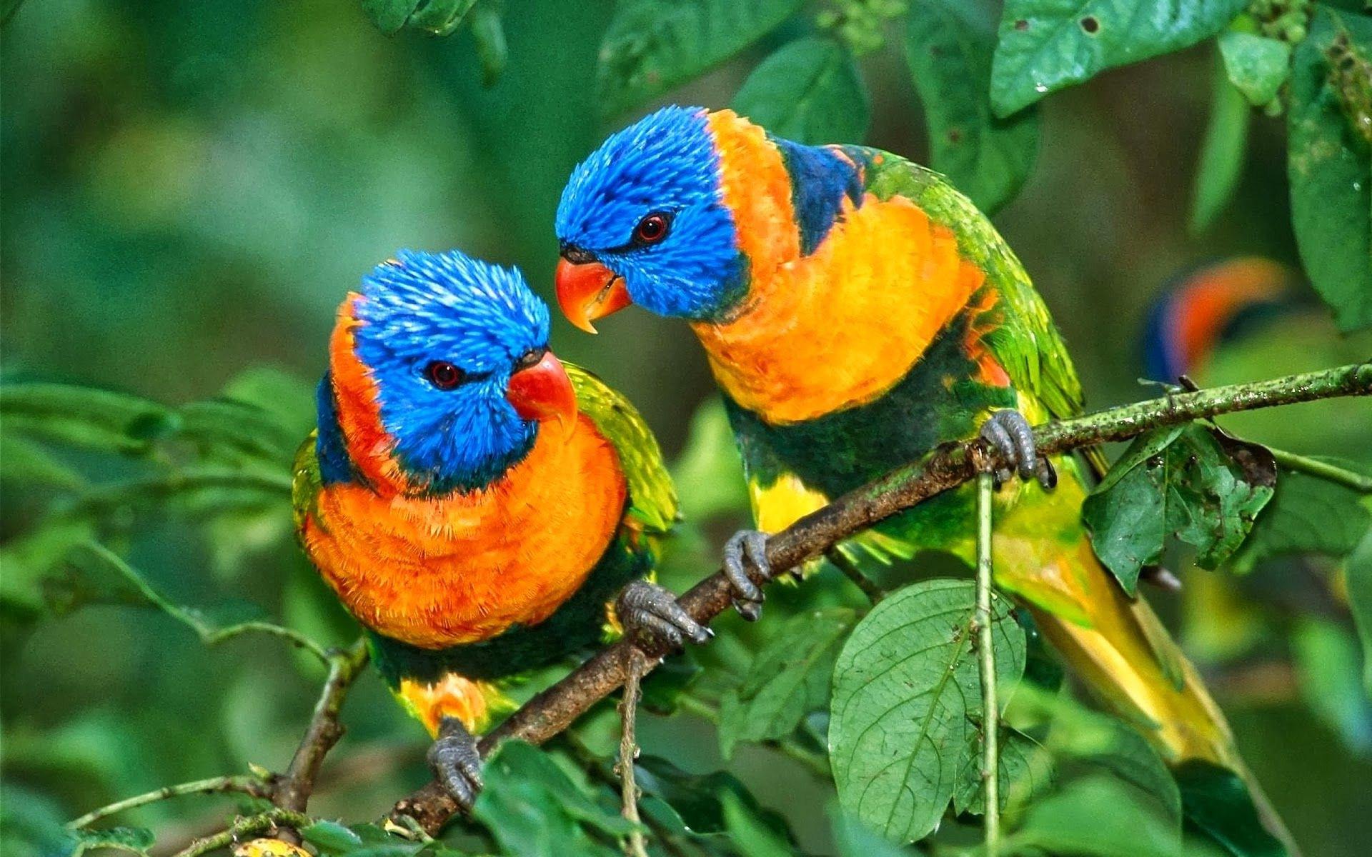 Lorikeet Bird Full Hd Image - Corbett National Park Birds , HD Wallpaper & Backgrounds