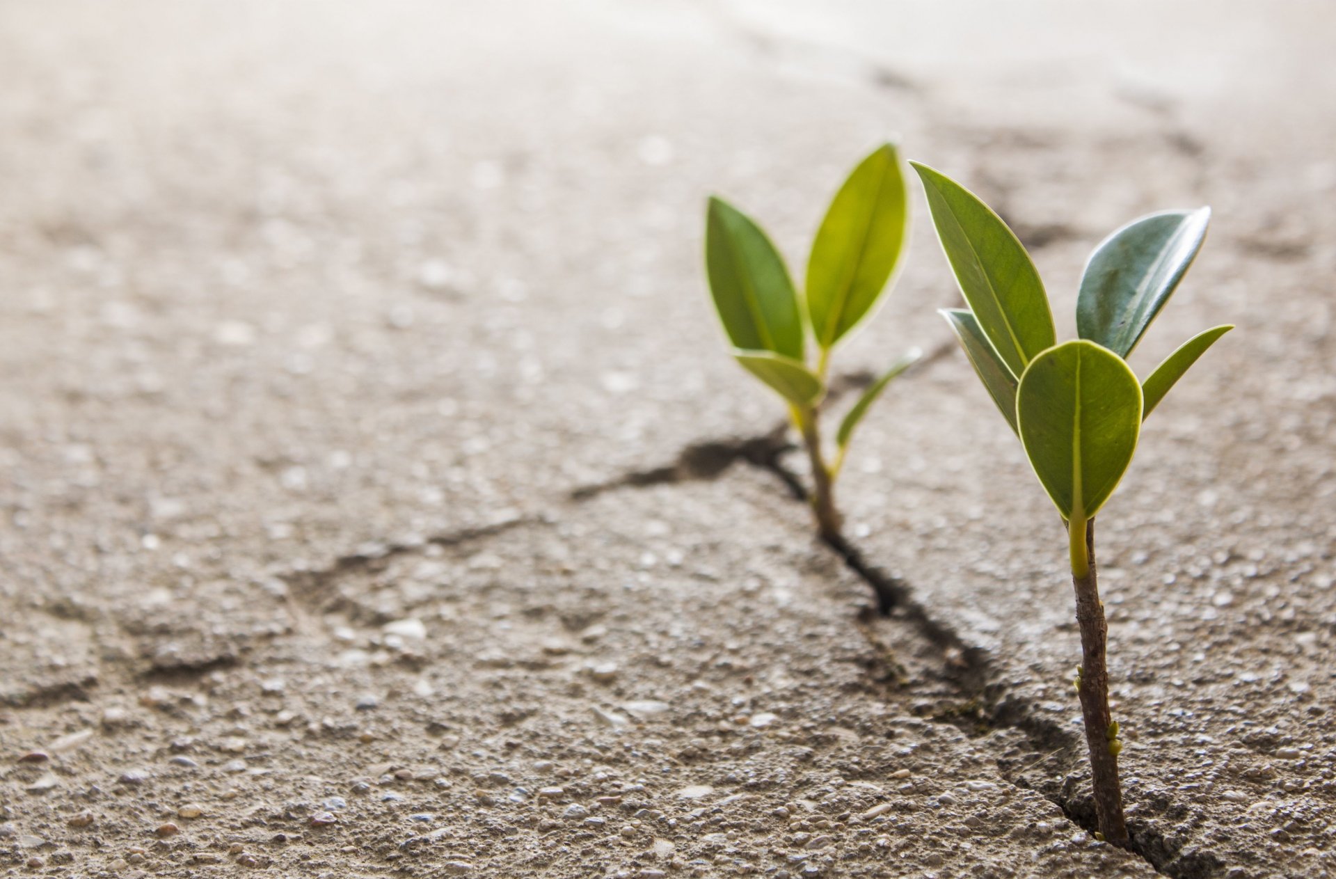 Our Services Close Up Plant Leaf The Germ Leaves Crack - Plant Growing In Concrete , HD Wallpaper & Backgrounds