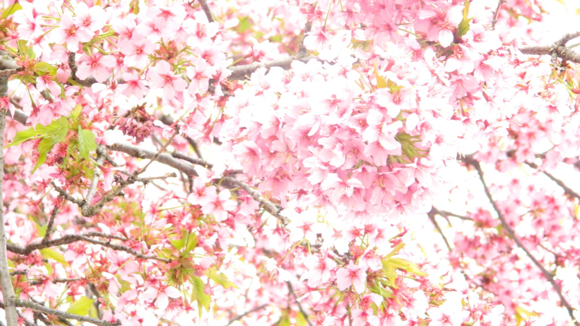 Sun Isn Make Pink Beautiful Nature Sky Hd Desktop For - Cherry Blossom , HD Wallpaper & Backgrounds