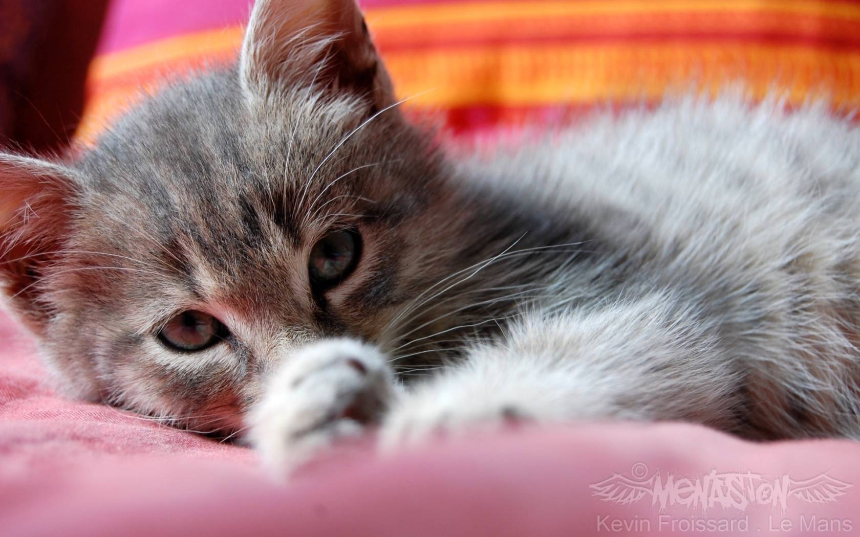 Cute Cat Hd Wallpapers, Fullscreen Widescreen Desktop - Cat Cat Wallpaper Full Screen , HD Wallpaper & Backgrounds