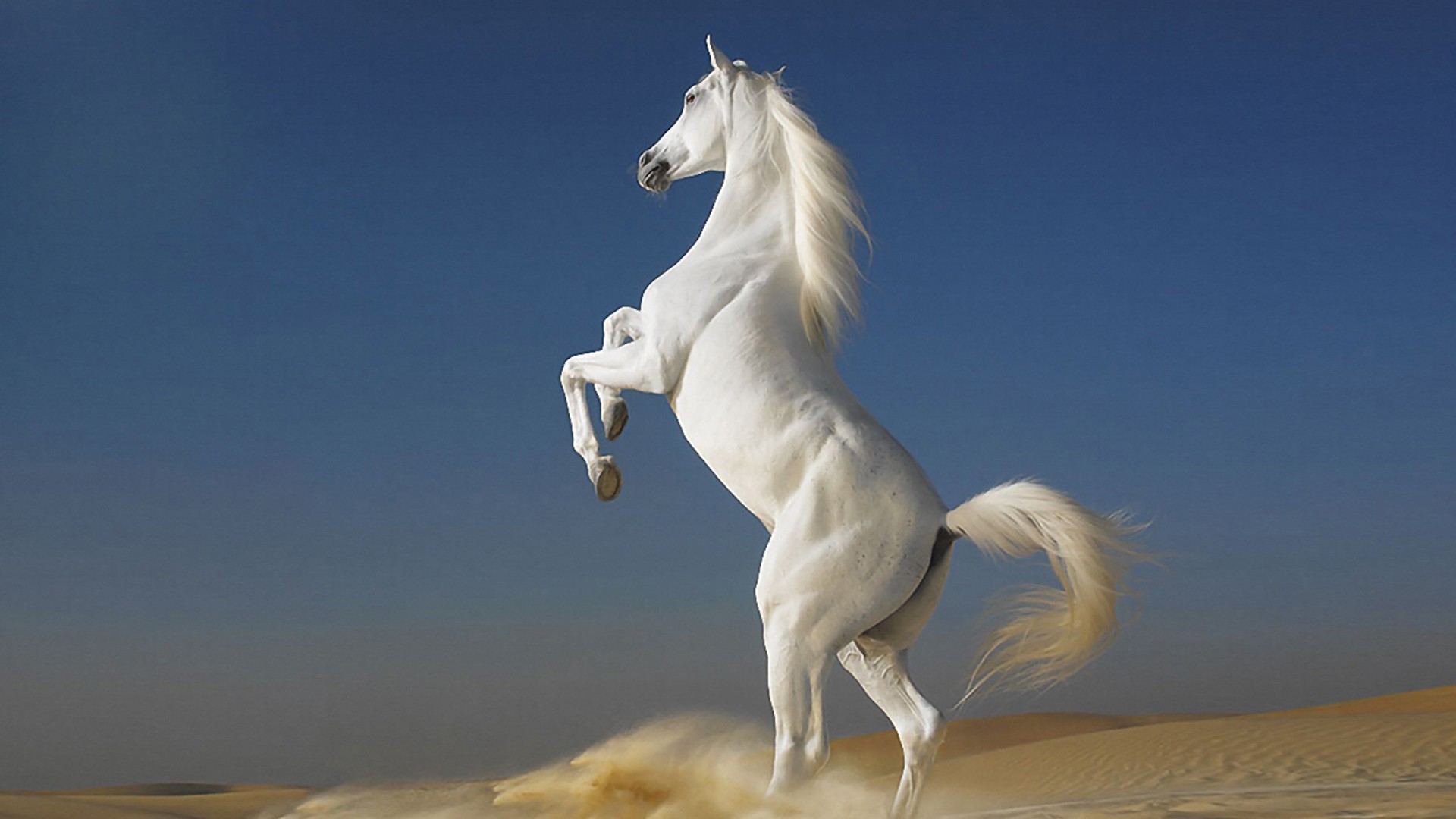 - - Beautiful Images Of Horses , HD Wallpaper & Backgrounds