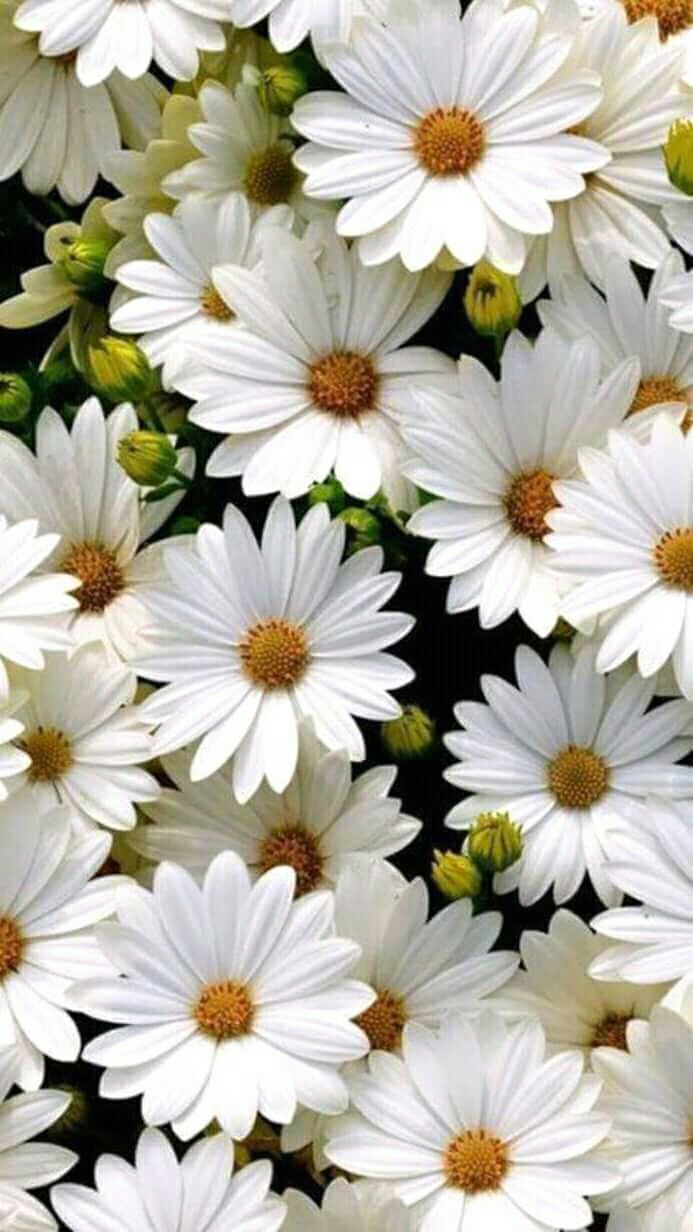 Ooo Papatya - - White Daisies , HD Wallpaper & Backgrounds