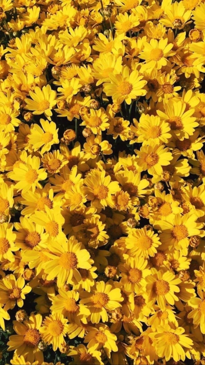 Yellow Flowers Background , HD Wallpaper & Backgrounds