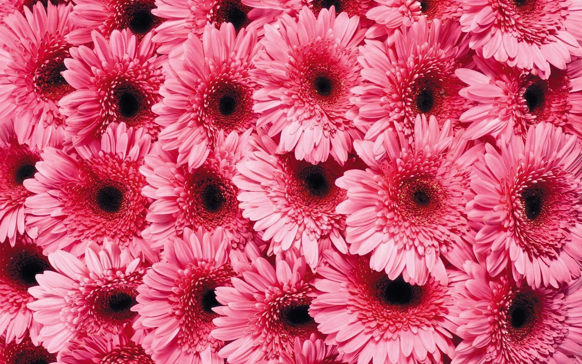 Pink Gerbera Daisy Background , HD Wallpaper & Backgrounds