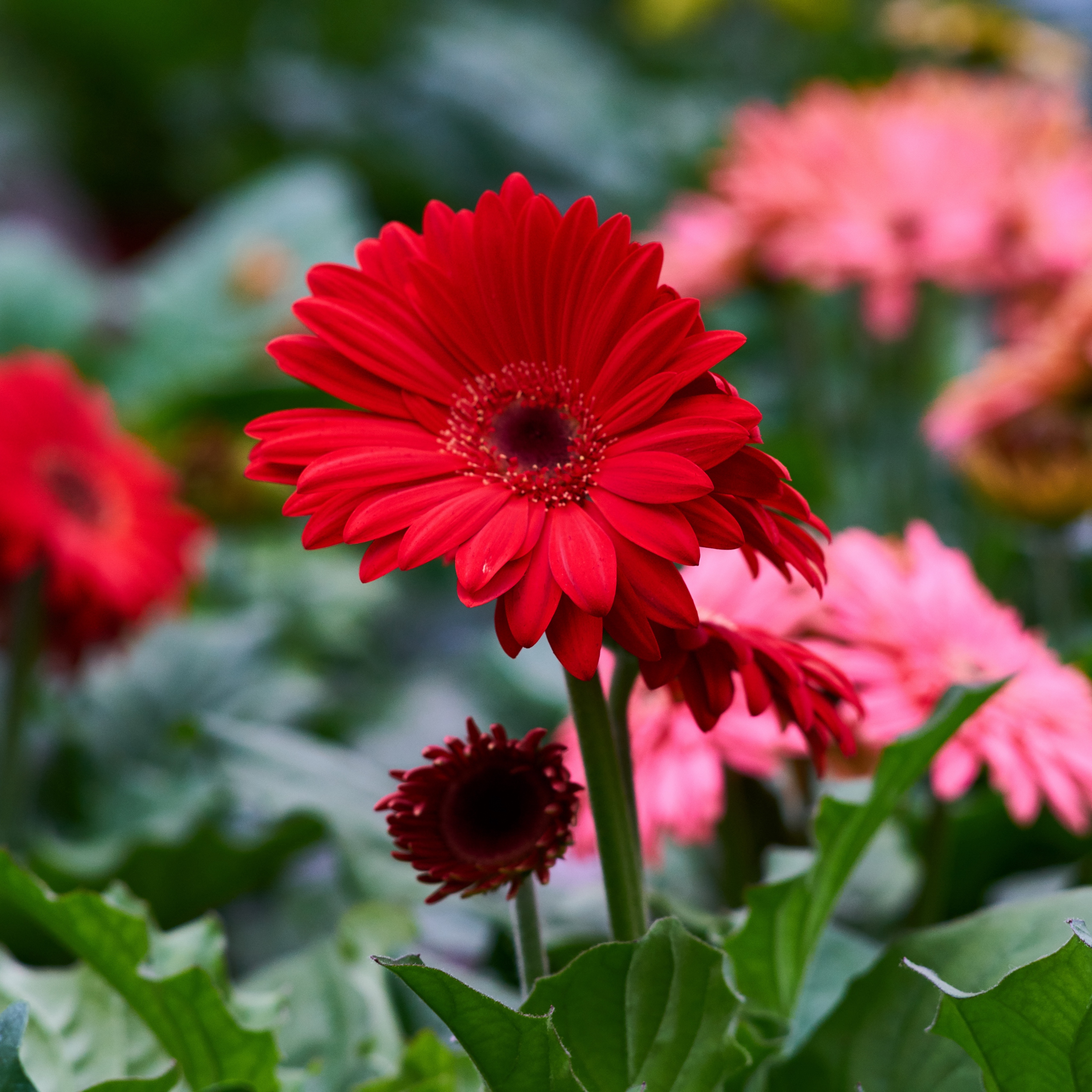 Related Wallpapers Gerbera, Flower - New Dp Whatsapp , HD Wallpaper & Backgrounds