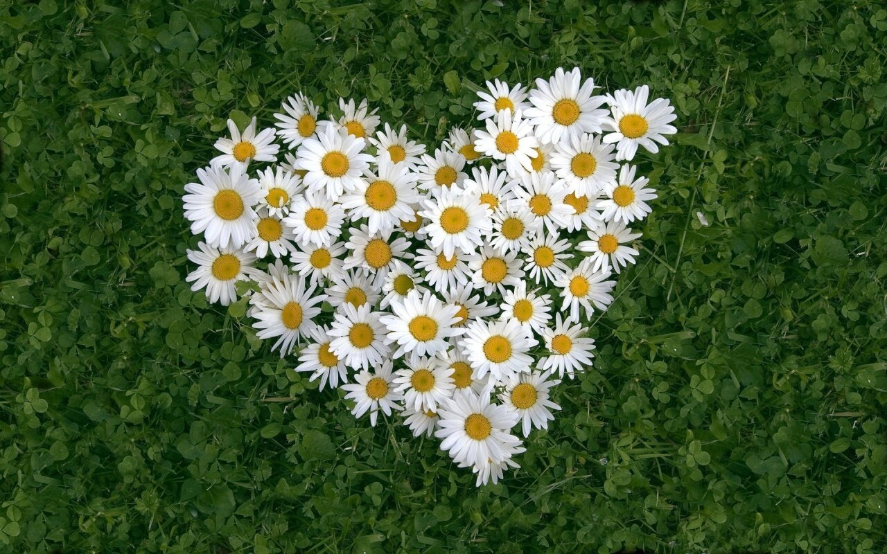 Papatya - Daisies In Heart Shape , HD Wallpaper & Backgrounds