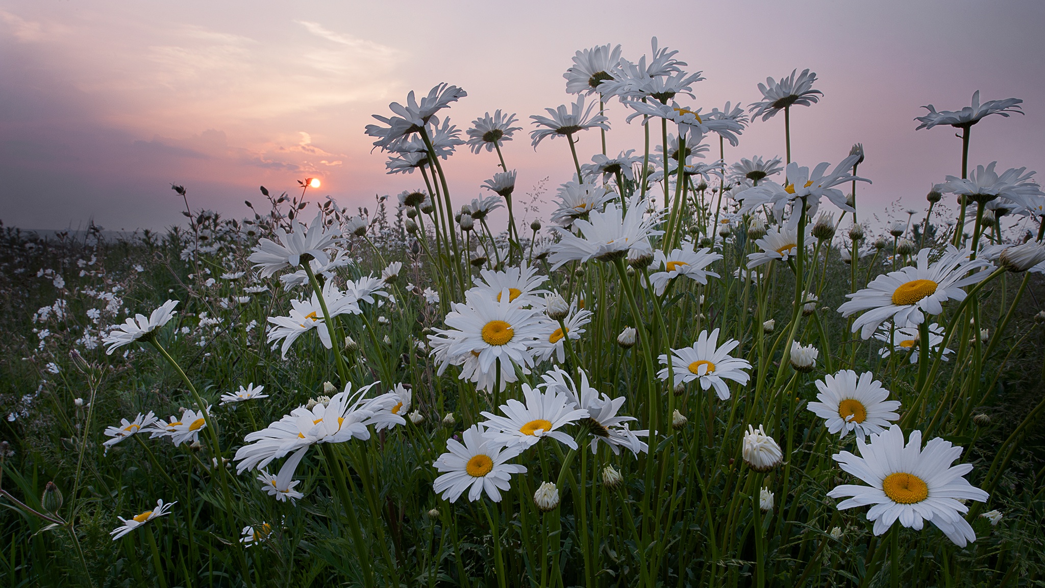 Papatya Hd Duvar Kağıdı - Oxeye Daisy , HD Wallpaper & Backgrounds