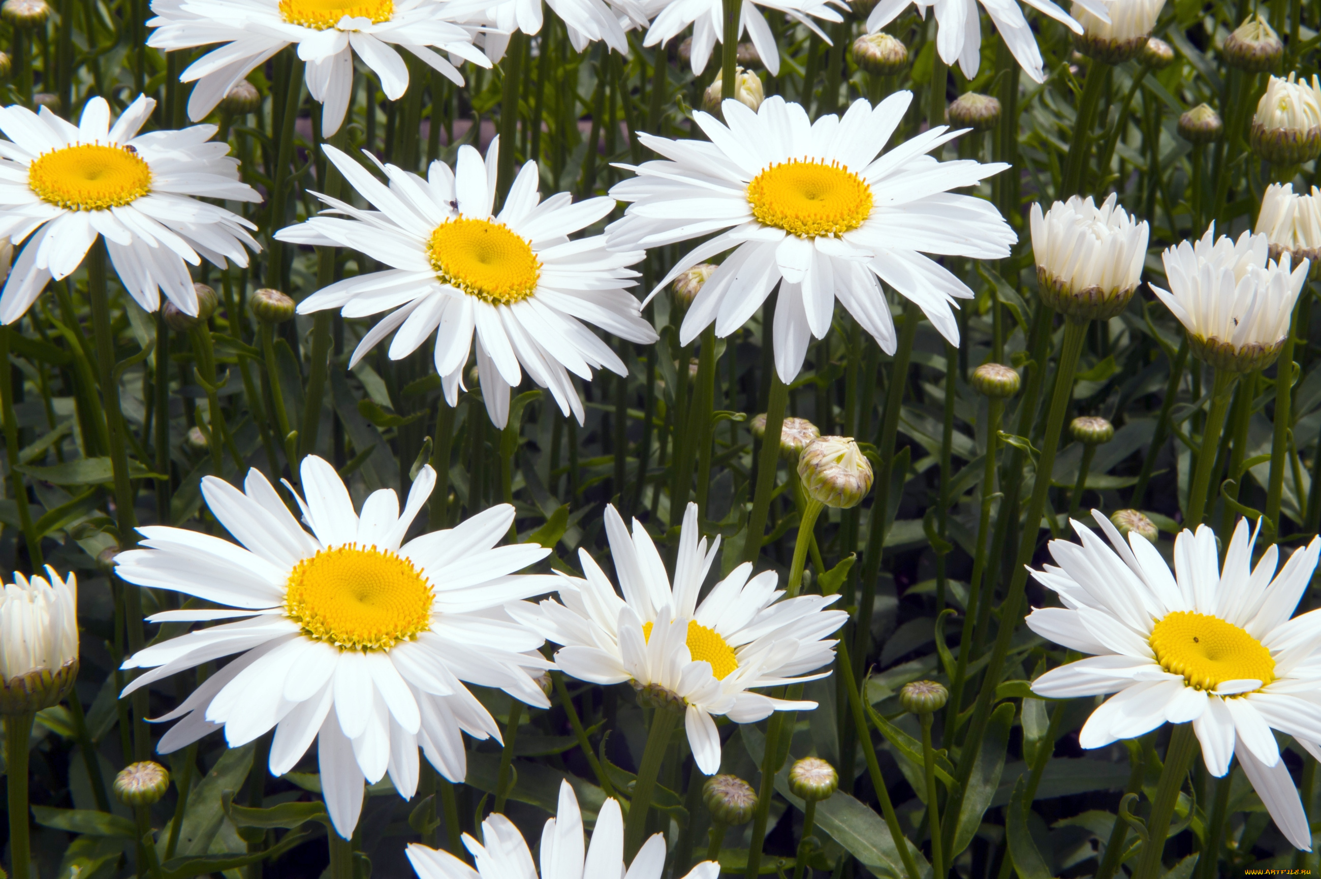 Wallpaper Daisies, Flowers, White, Bed, Greenery Download - Chamomile , HD Wallpaper & Backgrounds