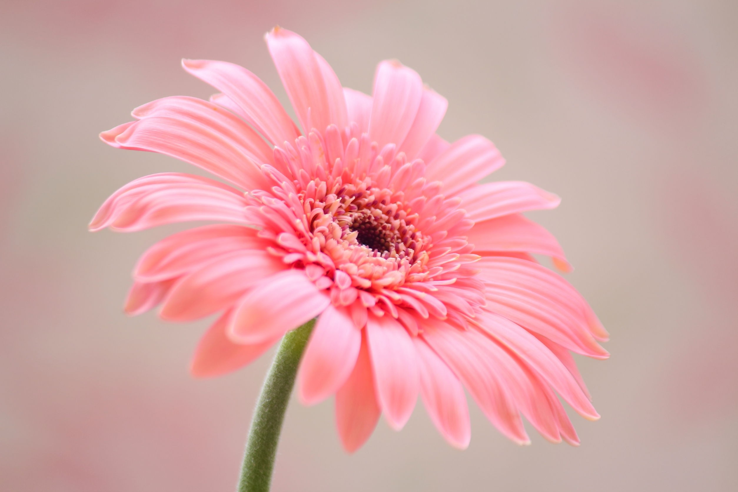 Seize Good Feelings Flowers Soft Pink Pastel Gerbera - Soft Pink Pink Gerbera , HD Wallpaper & Backgrounds