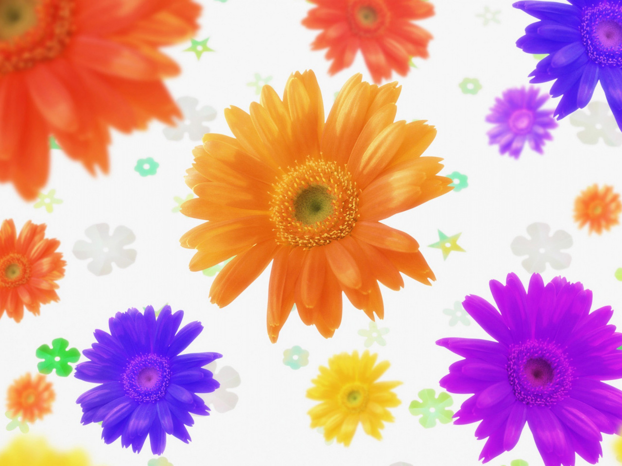 Annual Plant, Flower, Daisy Family, Common Daisy, Gerbera - Flower Background , HD Wallpaper & Backgrounds