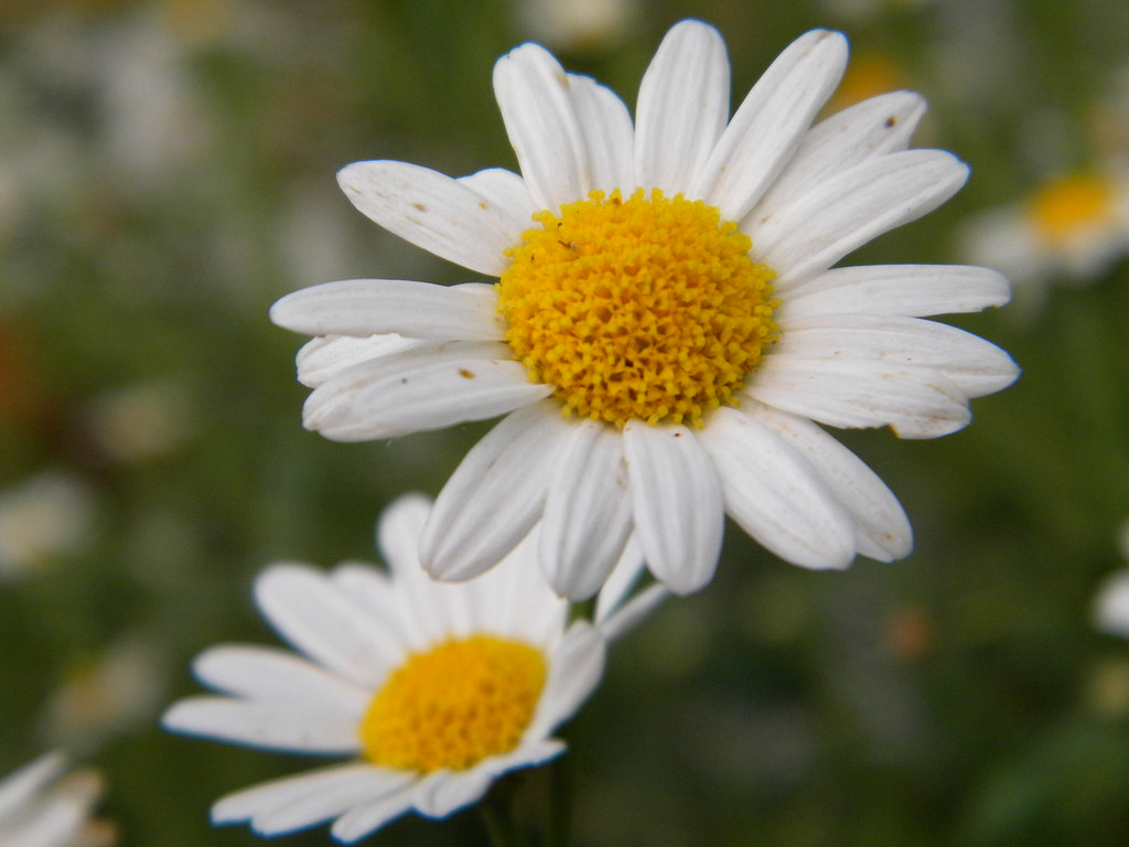 2 Tags - Oxeye Daisy , HD Wallpaper & Backgrounds