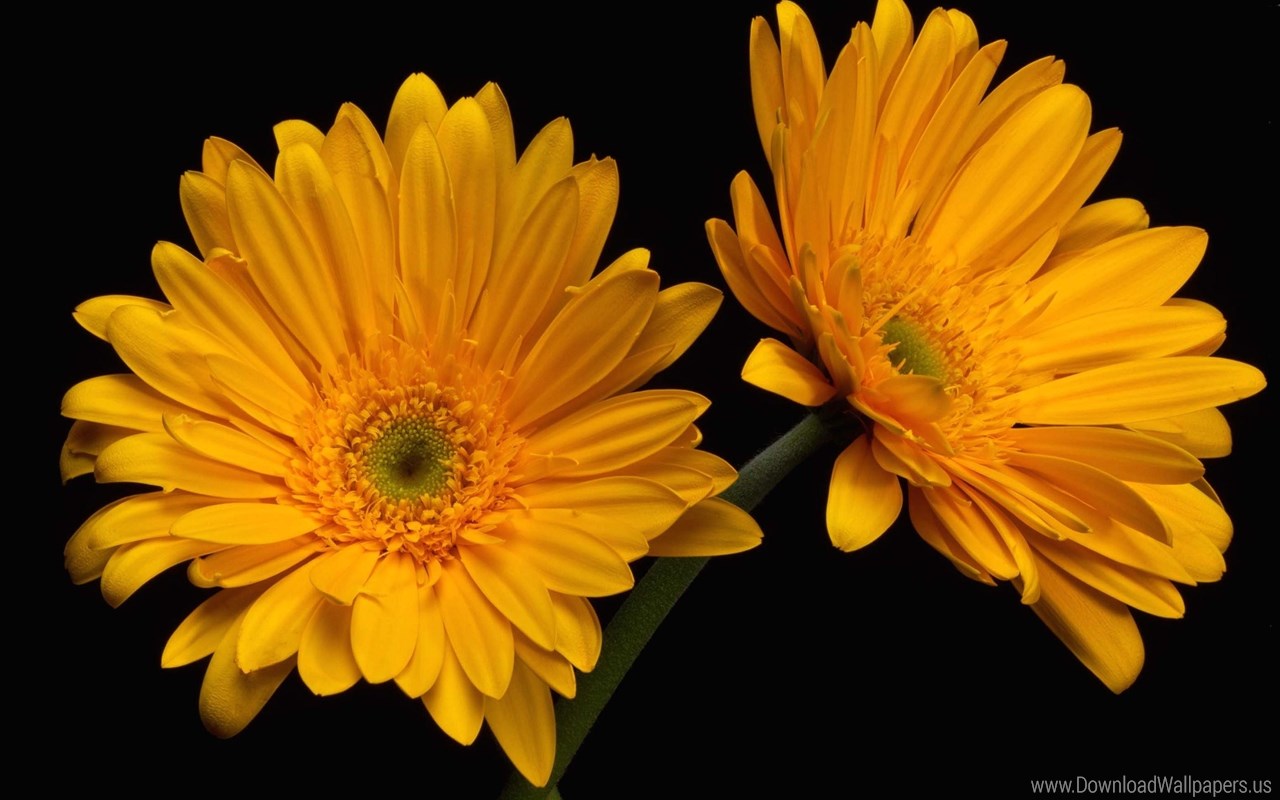 Download Widescreen - Two Yellow Orange Daisy , HD Wallpaper & Backgrounds