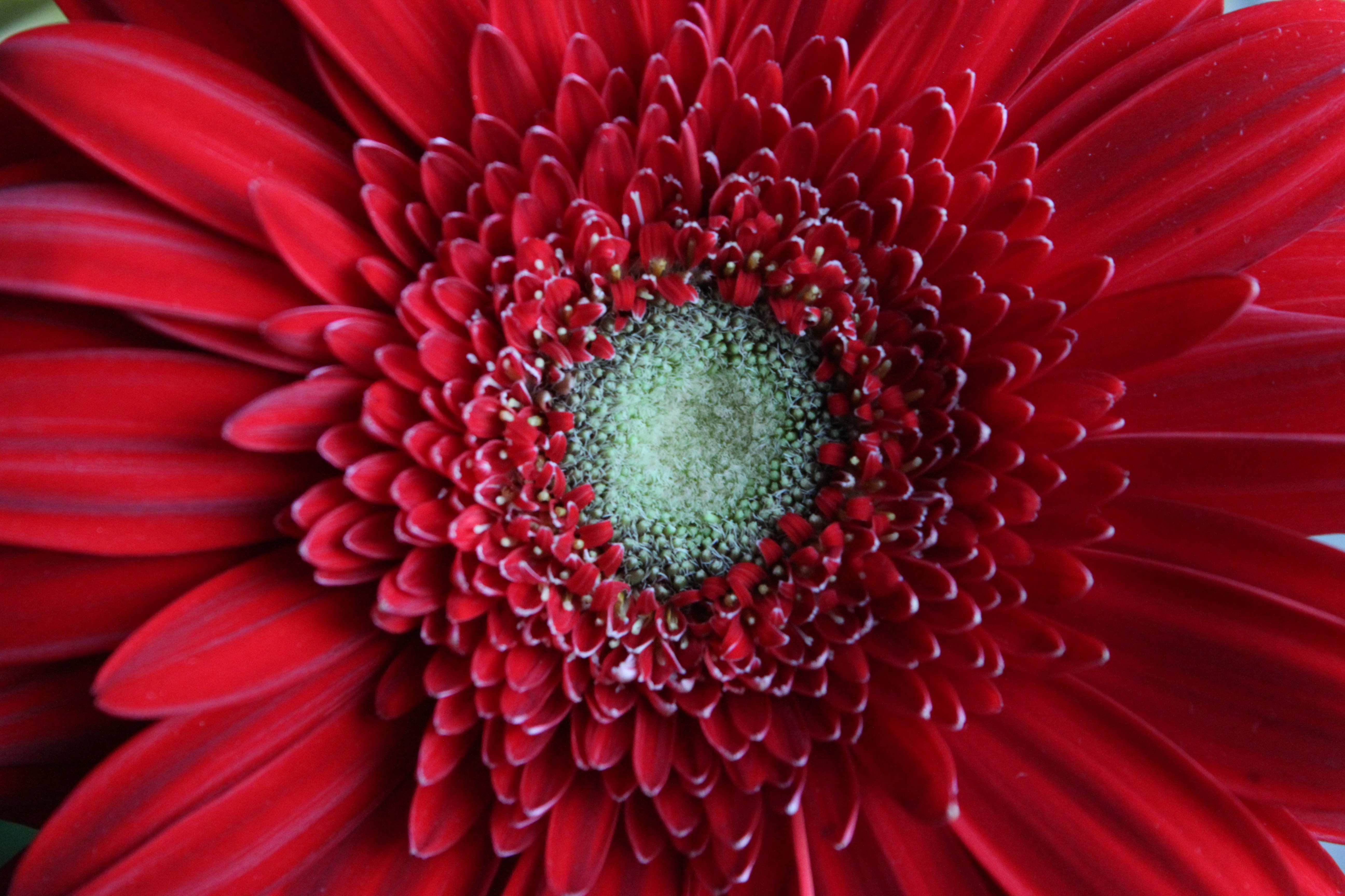 Red Gerbera Daisy Flower , HD Wallpaper & Backgrounds