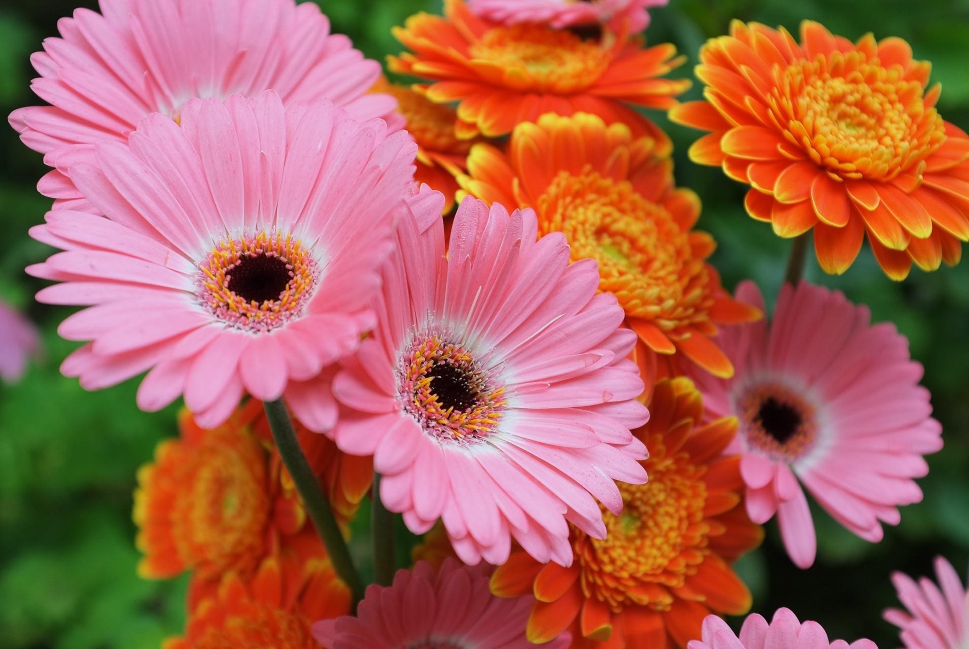 Gerbera Flowers Focus Close-up - Hd Pics Of Gerbera , HD Wallpaper & Backgrounds