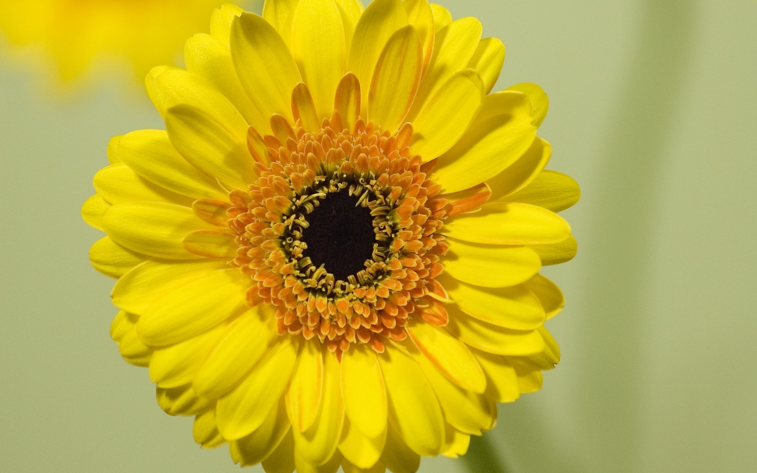 Wallpaper Gerbera, Flower, Yellow, Bloom, Closeup - Barberton Daisy , HD Wallpaper & Backgrounds