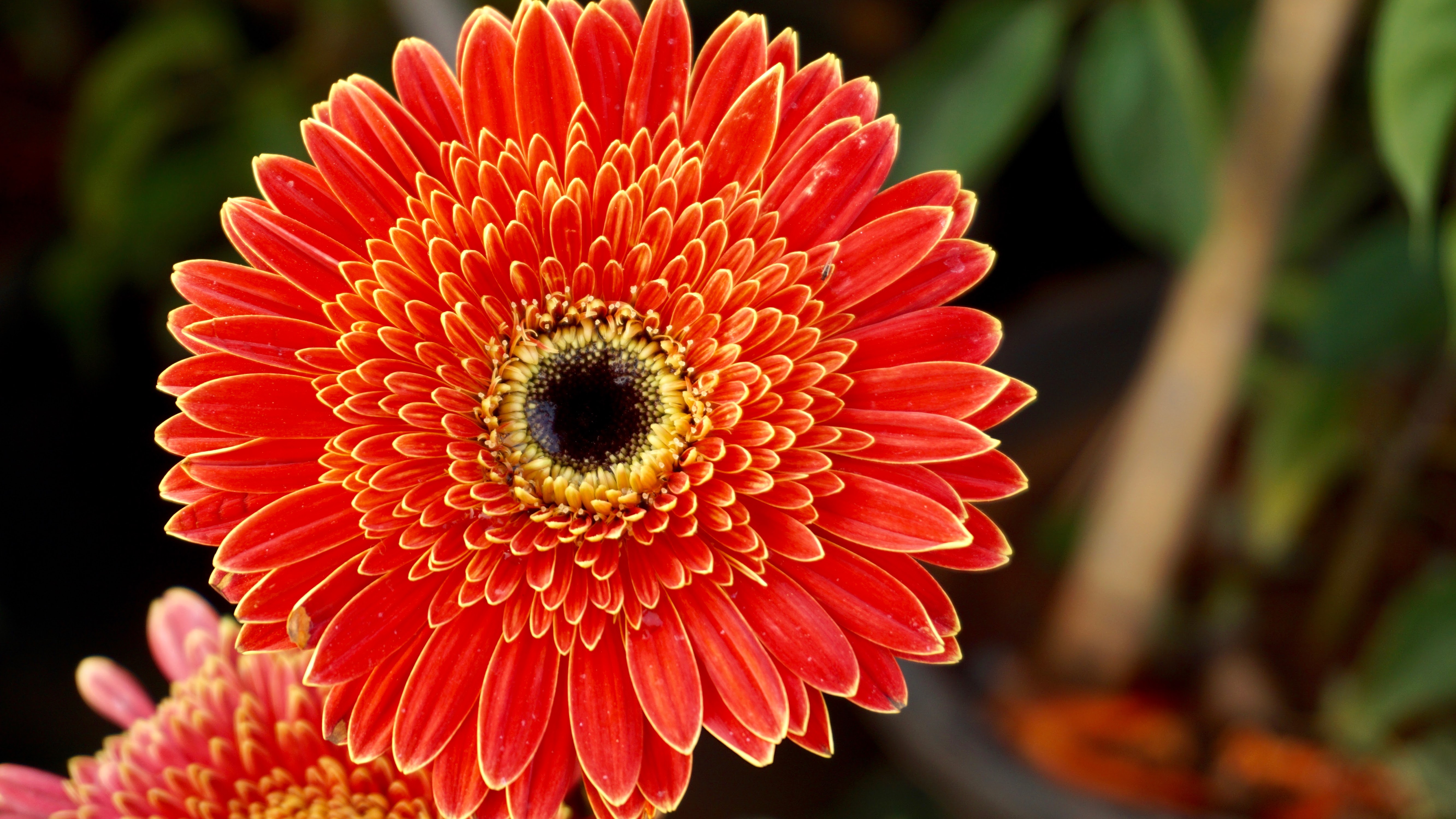 #gerbera Flowers, #5k, #orange Flowers - Flower High Resolution Hd , HD Wallpaper & Backgrounds