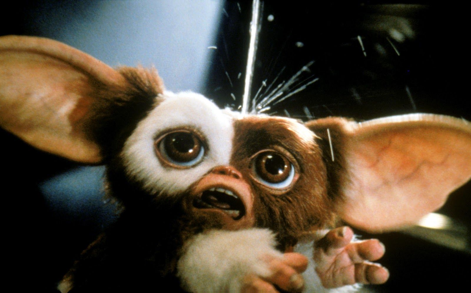 Gizmo Gremlins Wallpaper - Gizmo Wet , HD Wallpaper & Backgrounds