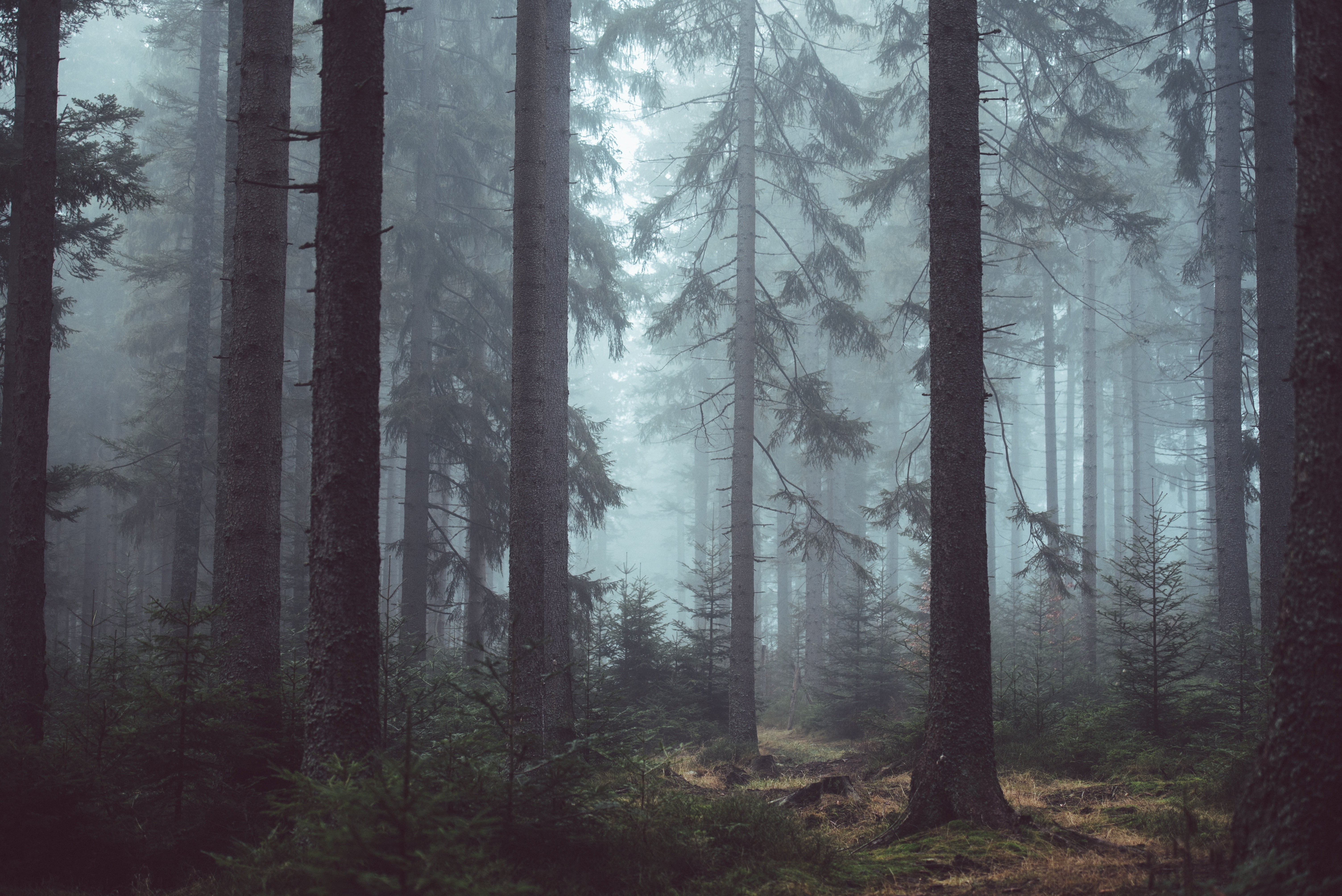 Smoky Woods Hd Wallpaper - High Resolution Foggy Forest , HD Wallpaper & Backgrounds