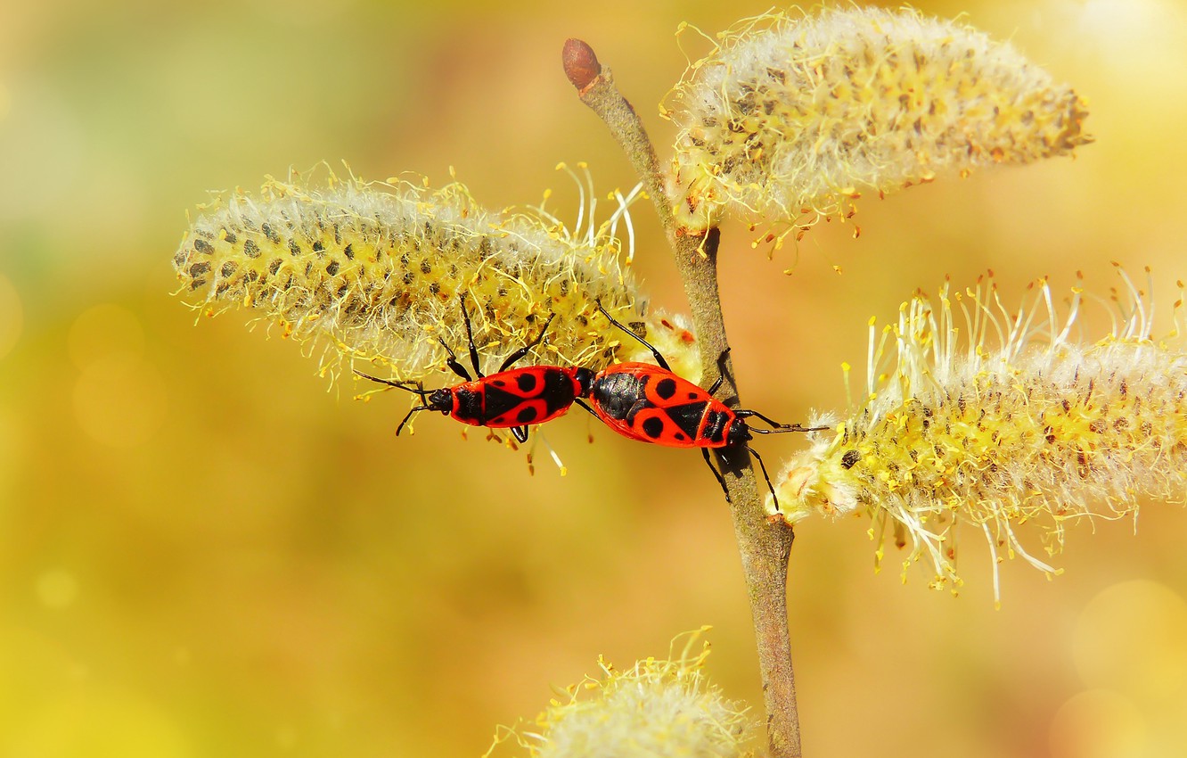 Photo Wallpaper Macro, Insects, Branches, Yellow, Background, - Ant , HD Wallpaper & Backgrounds