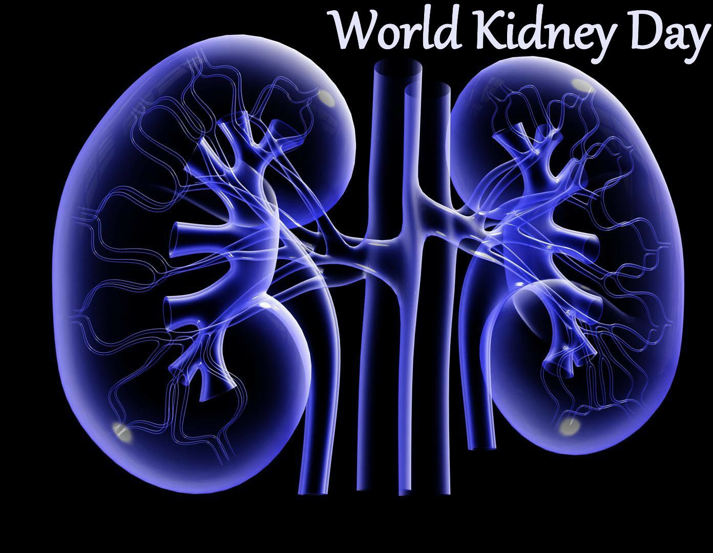 World Kidney Day Hd - Kidney Hd , HD Wallpaper & Backgrounds