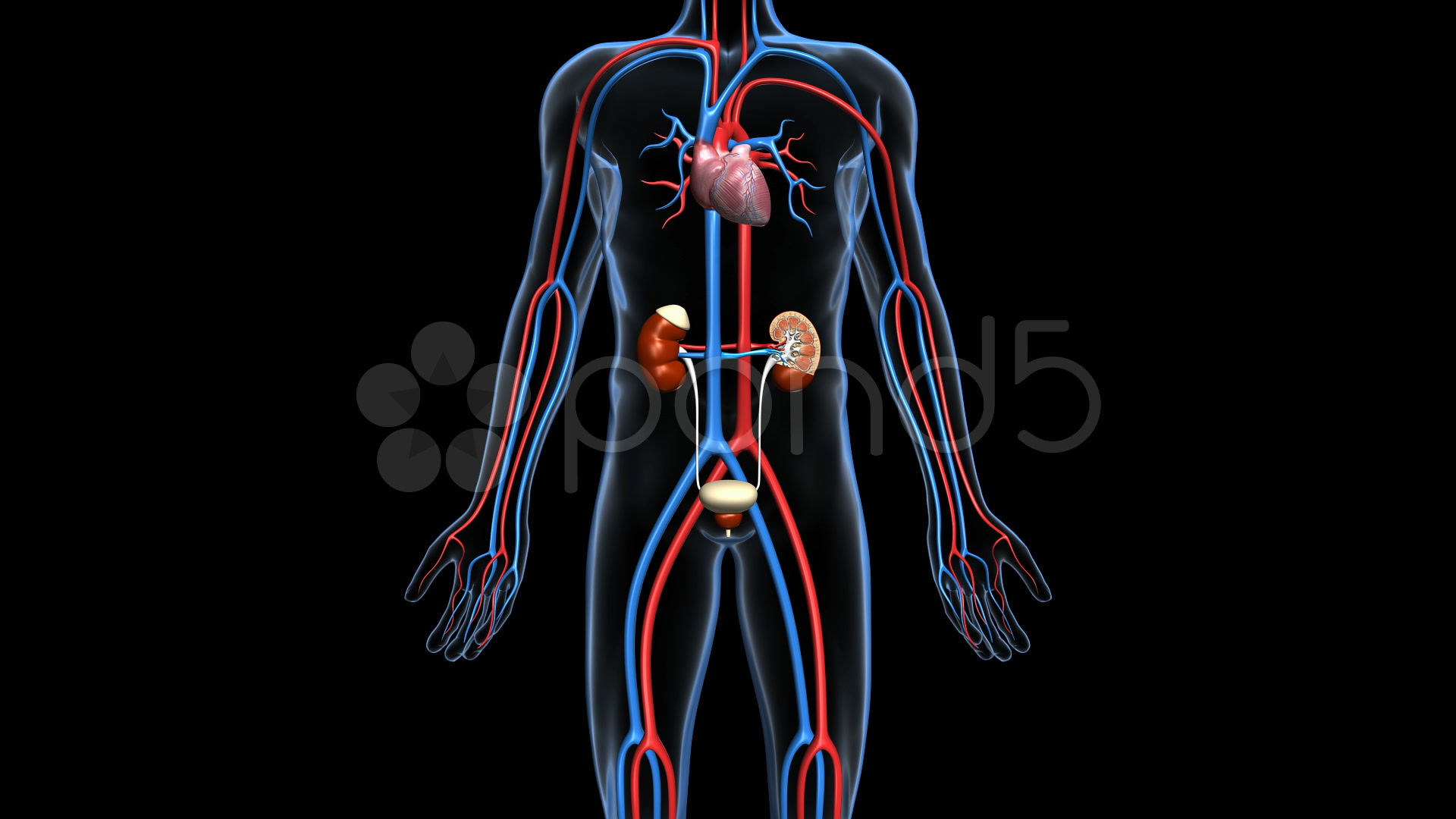 Urinary System Animation , HD Wallpaper & Backgrounds
